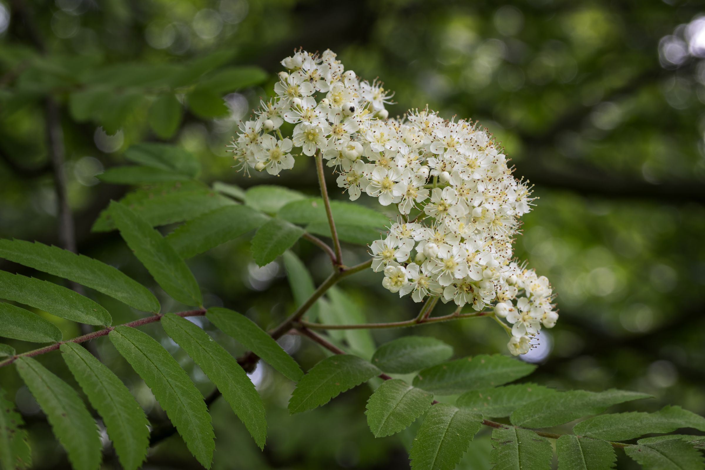 Stadtbaum-Portraits: Blüten einer Vogelbeere (Foto: lapis2380/stock.adobe.com)