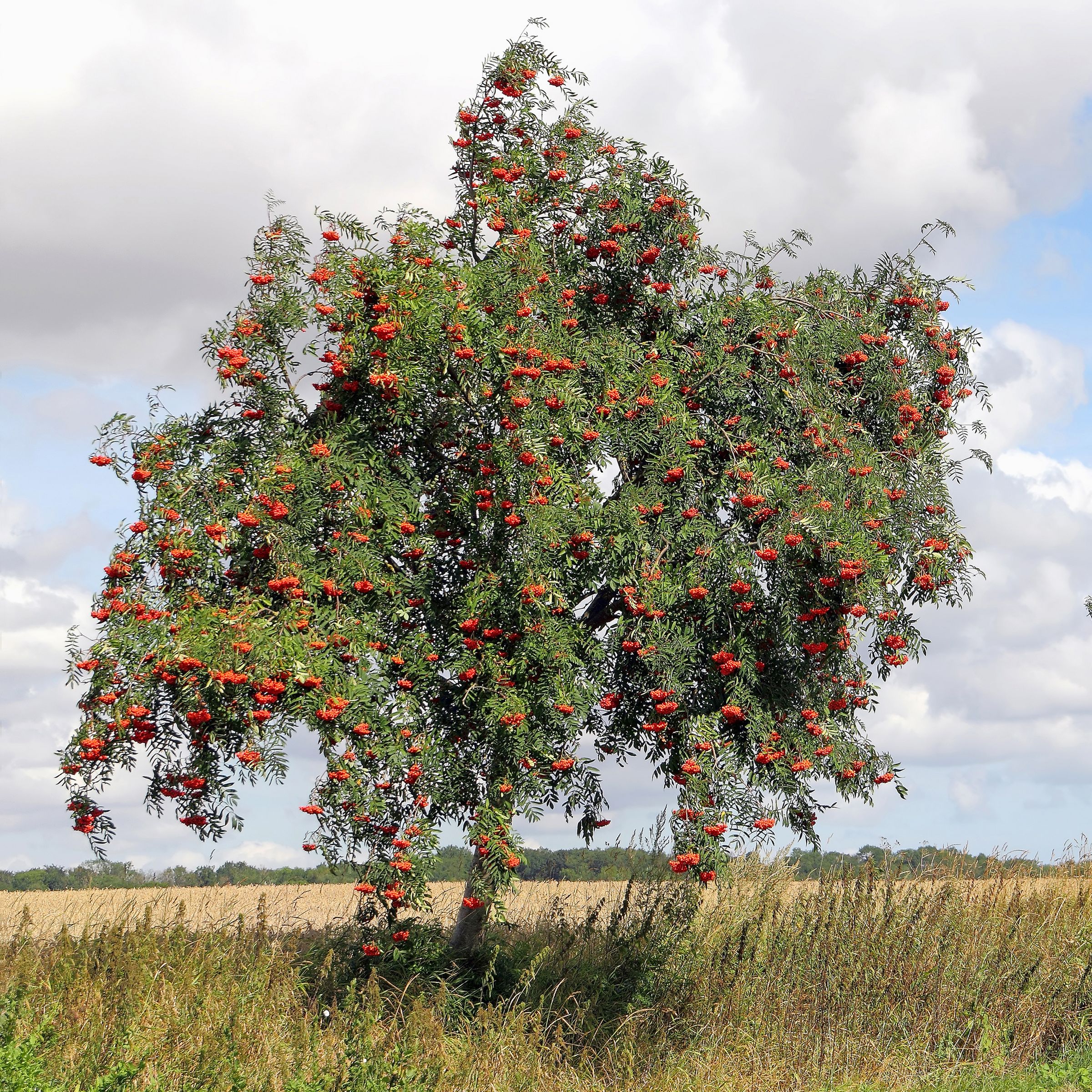 Stadtbaum-Portraits: Vogelbeere Baum (Foto: Konrad Weiss/stock.adobe.com)