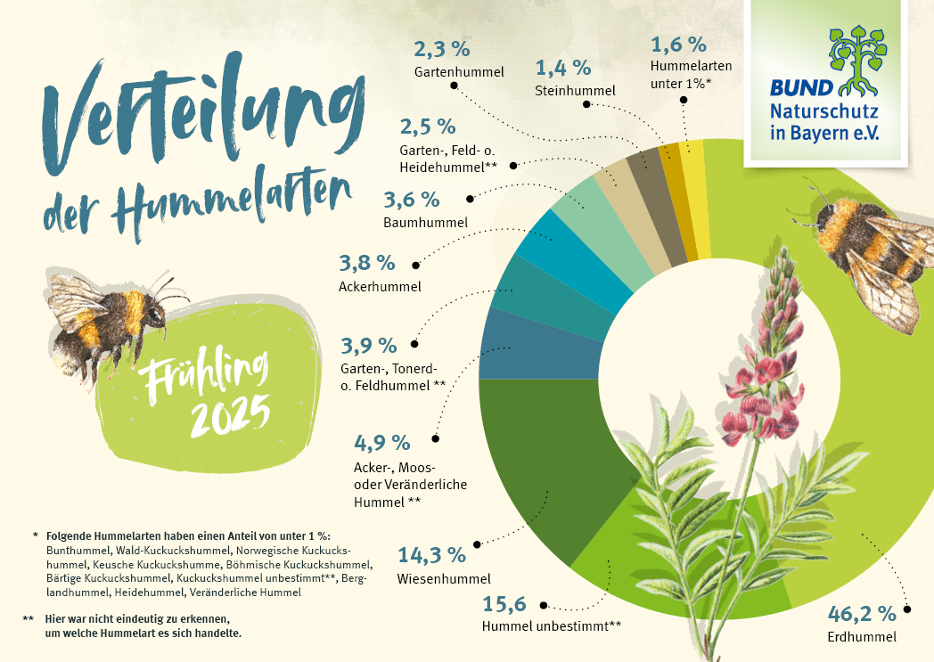 Die Grafik zeigt die prozentualen Anteile der gemeldeten Hummelarten bei der Hummel-Challenge im Frühling 2025.