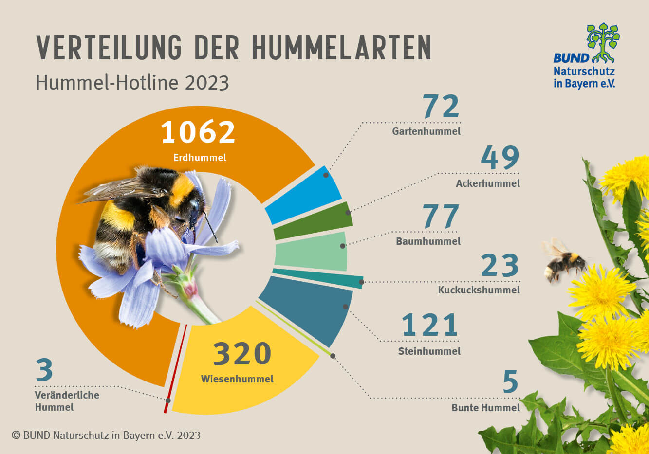 Hummel-Hotline 2023: Ein Tortendiagramm zeigt, wie viele Tiere von den acht häufigsten Hummelarten gemeldet wurden.