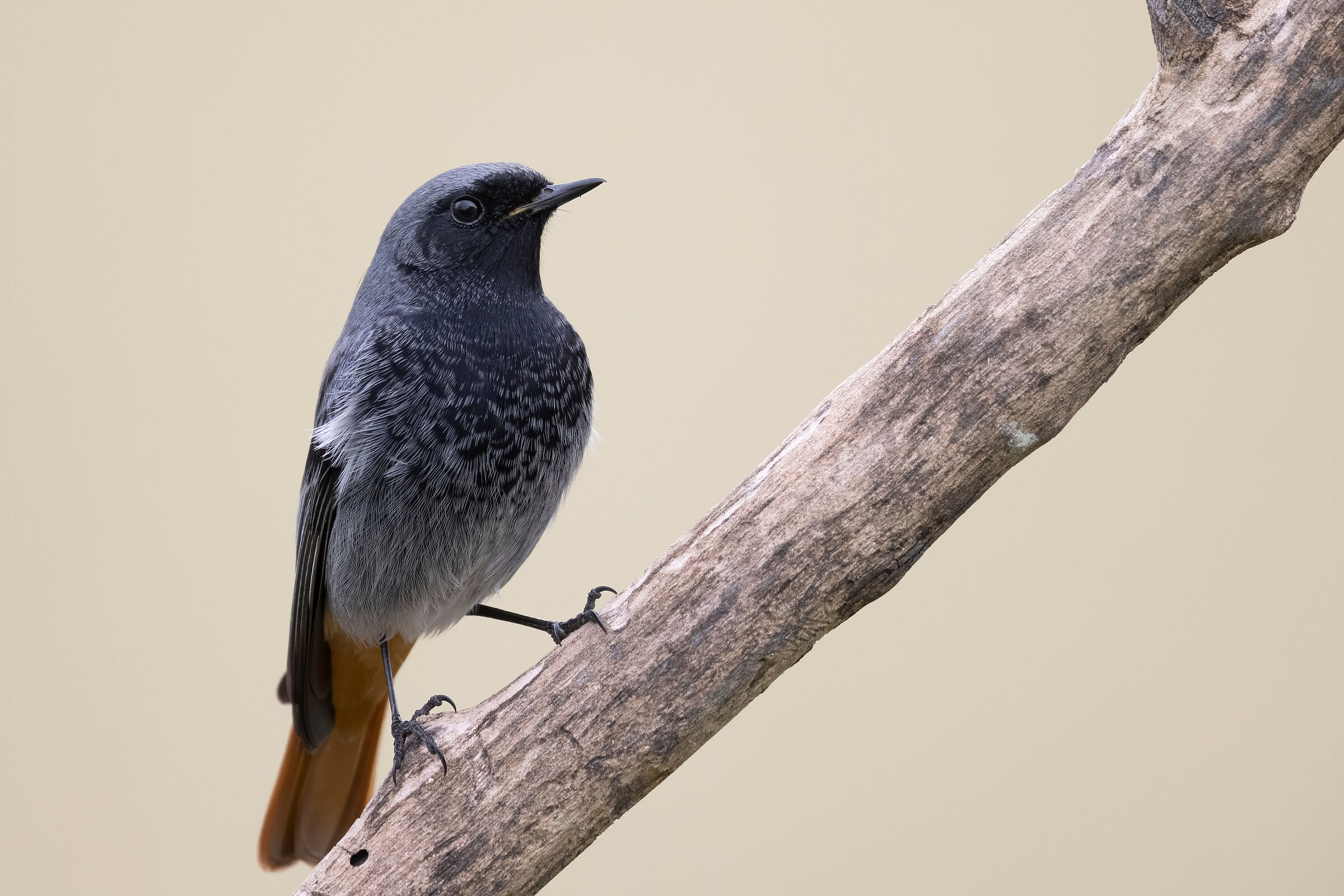 Ein Hausrotschwanz sitzt auf einem Ast. Der unverwechselbare Gesang des Hausrotschwanzes besteht aus kratzenden, knirschenden und pfeifenden Tönen. (Foto: vinx83/stock.adobe.com) 