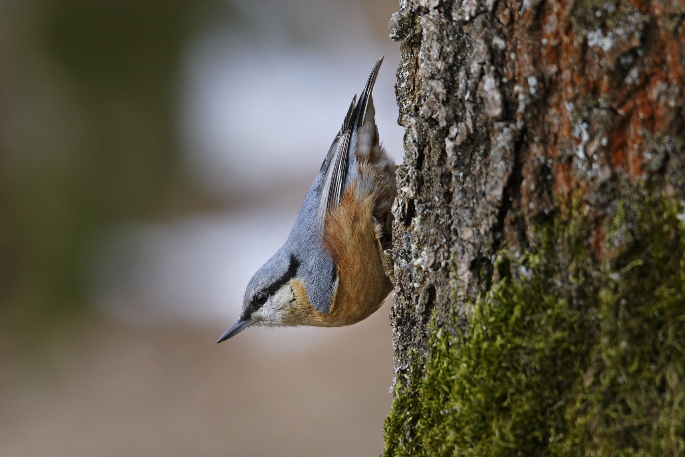 Ein Kleiber sitzt kopfüber auf einem Baumstamm. Der Gesang der Kleiber-Männchen klingt wie „wiüwiüwiü“. (Foto: Marcus Bosch) 