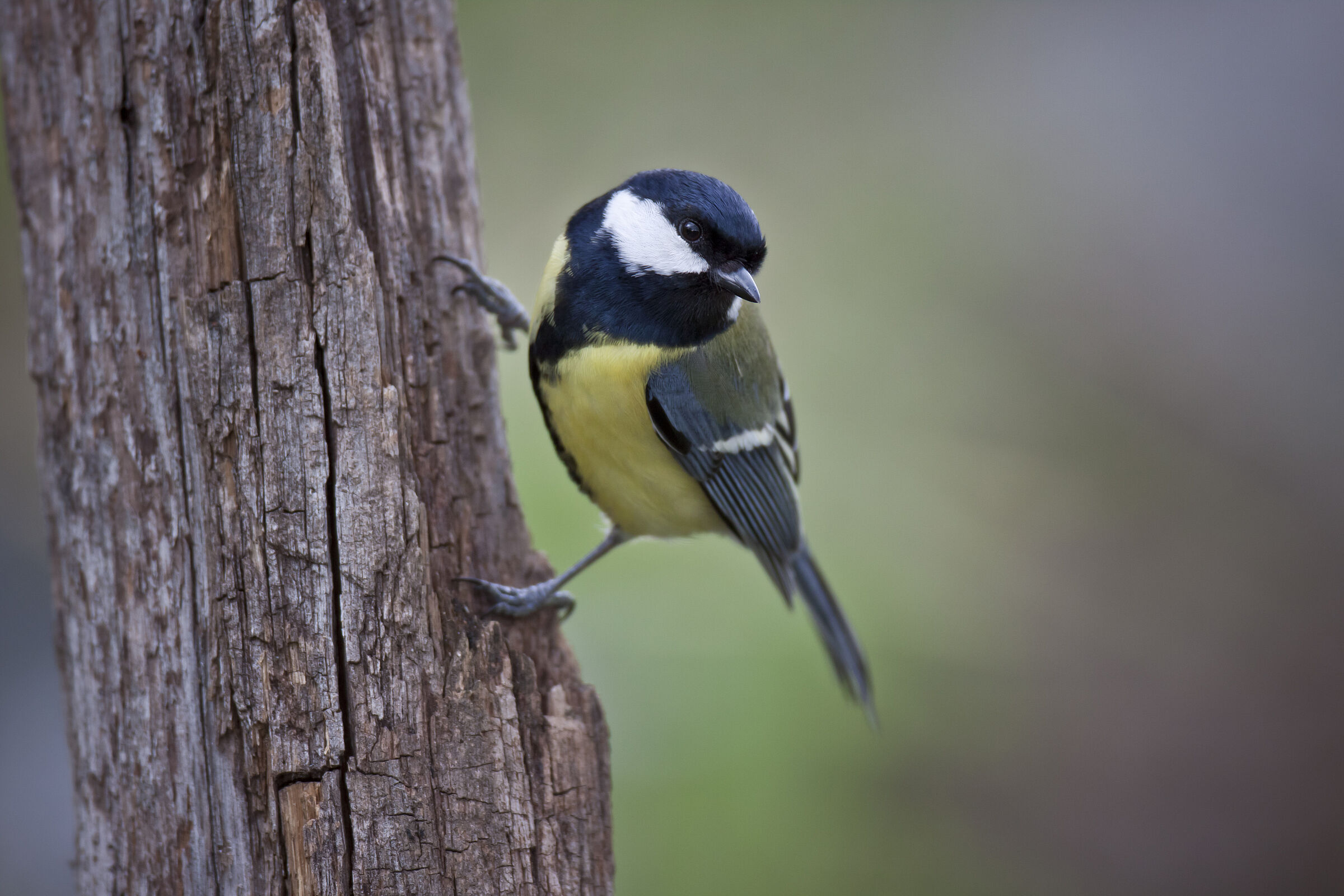 Eine Kohlmeise sitzt auf einem Ast. Die Kohlmeise singt fröhlich „didä didä didä“ oder schöner gesagt „Frühling – Frühling – Frühling“. (Foto: Marcus Bosch) 