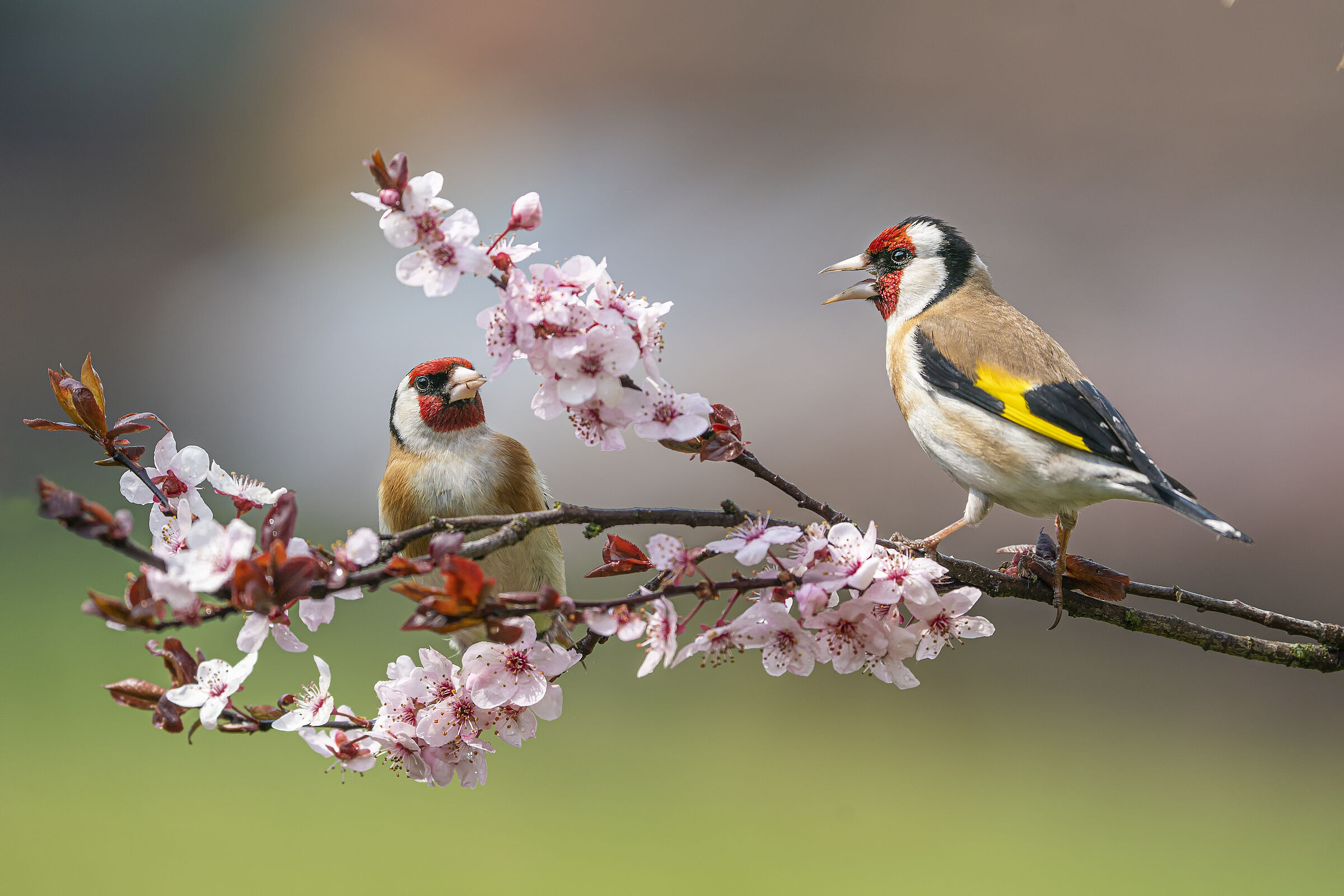 Zwei Stieglitze sitzen auf einem blühenden Zweig. Charakteristisch für den Stieglitz sind seine Rufe, die wie „Stieglitt-stieglitt-stieglitt“ klingen – der Stieglitz ruft seinen eigenen Namen. (Foto: Ivan/stock.adobe.com) 