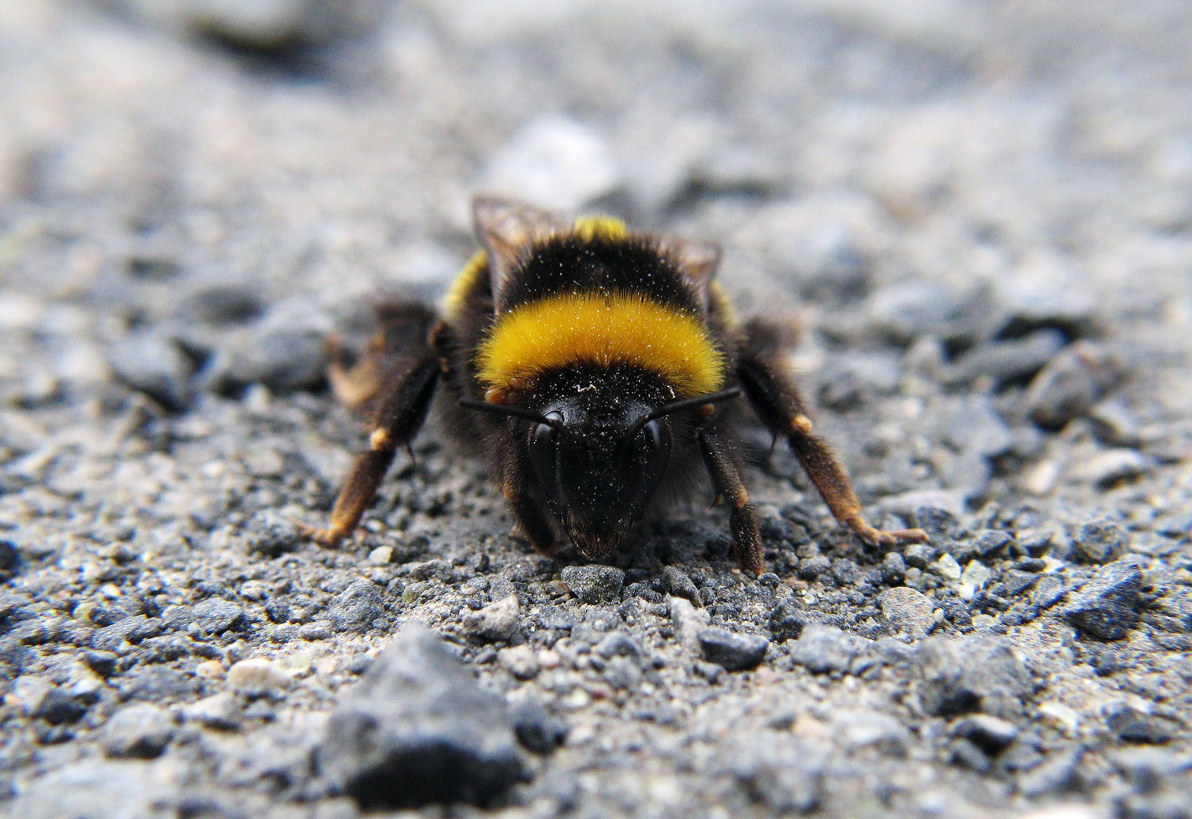 Erdhummel, über pixabay.de