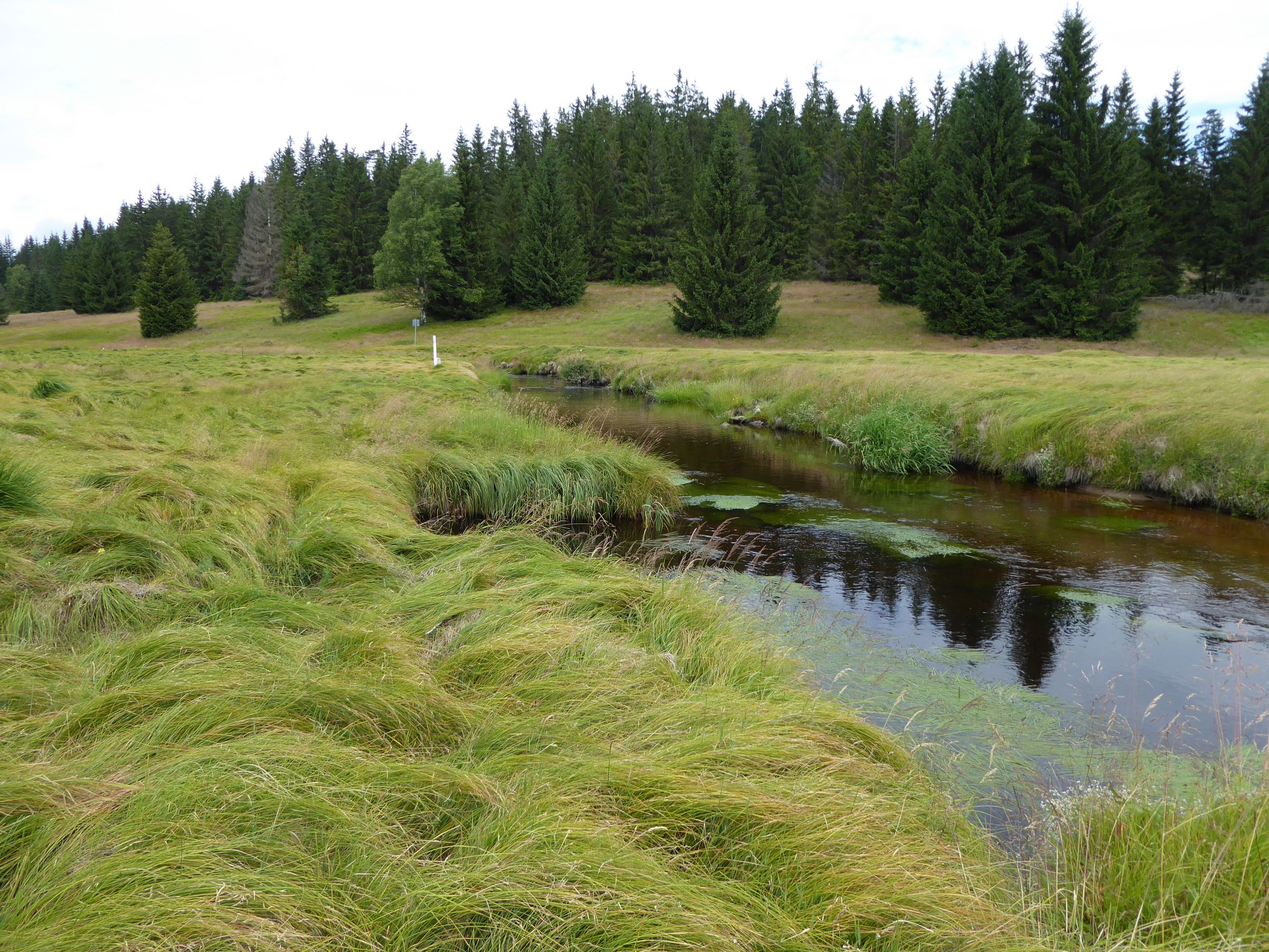 BN Flächen am Grünen Band Bayern-Tschechien an der Kalten Moldau bei Haidmühle (Foto: BUND Fachbereich Grünes Band)