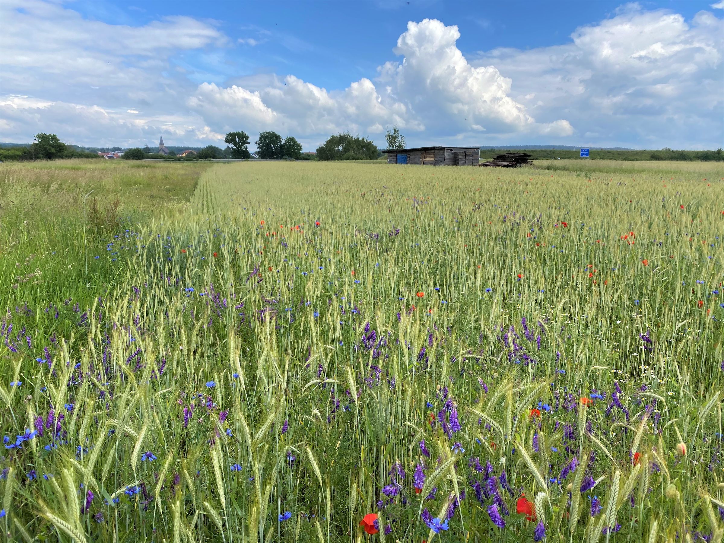 Ein Triticale-Erbsen-Acker mit bunten Ackerwildkräutern. (Foto: Otto Elsner)