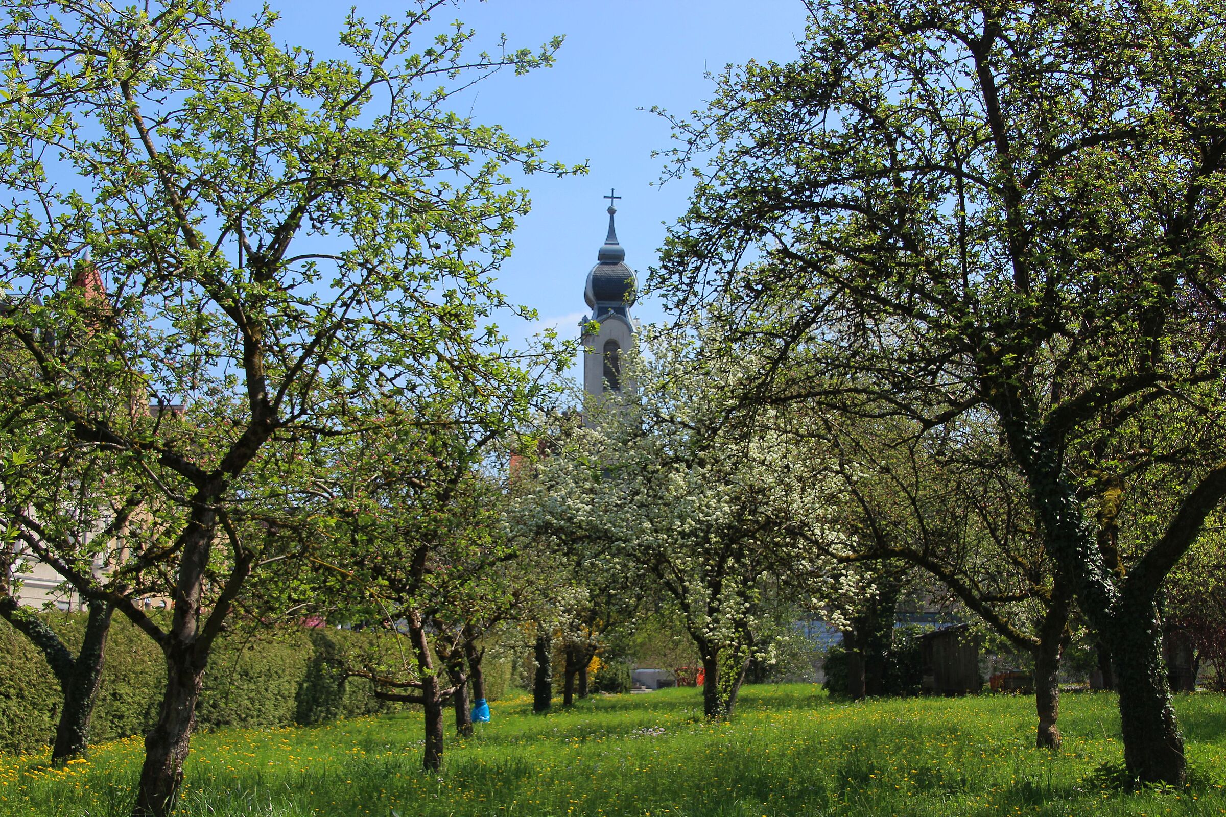Streuobstwiese Pasing Park (Foto: Sr. Gonzaga Wennmacher CJ)