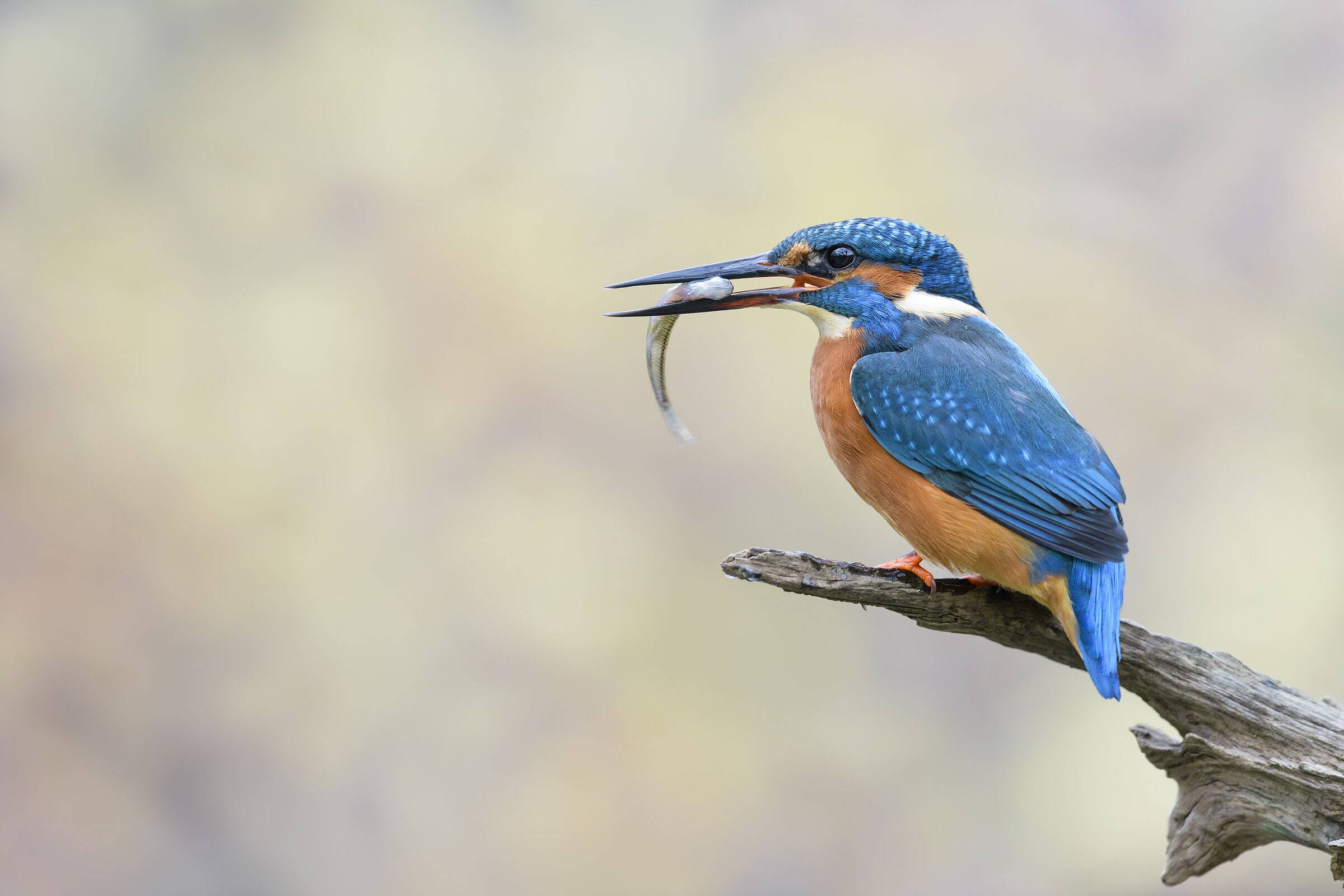 Eisvogel, Alcedo atthis, european Kingfisher