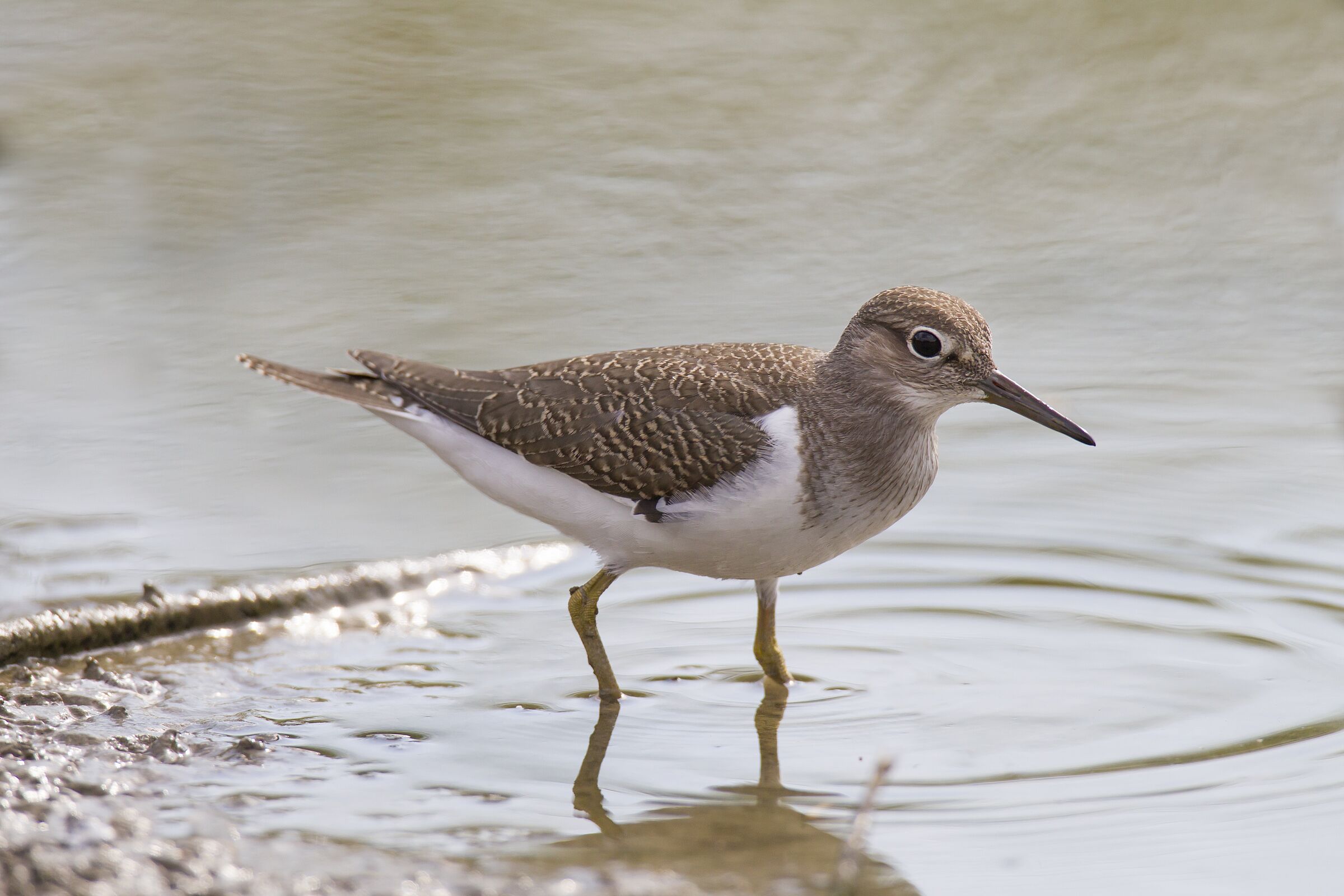 Flussuferlaeufer, Actitis hypoleucos,Common Sandpiper