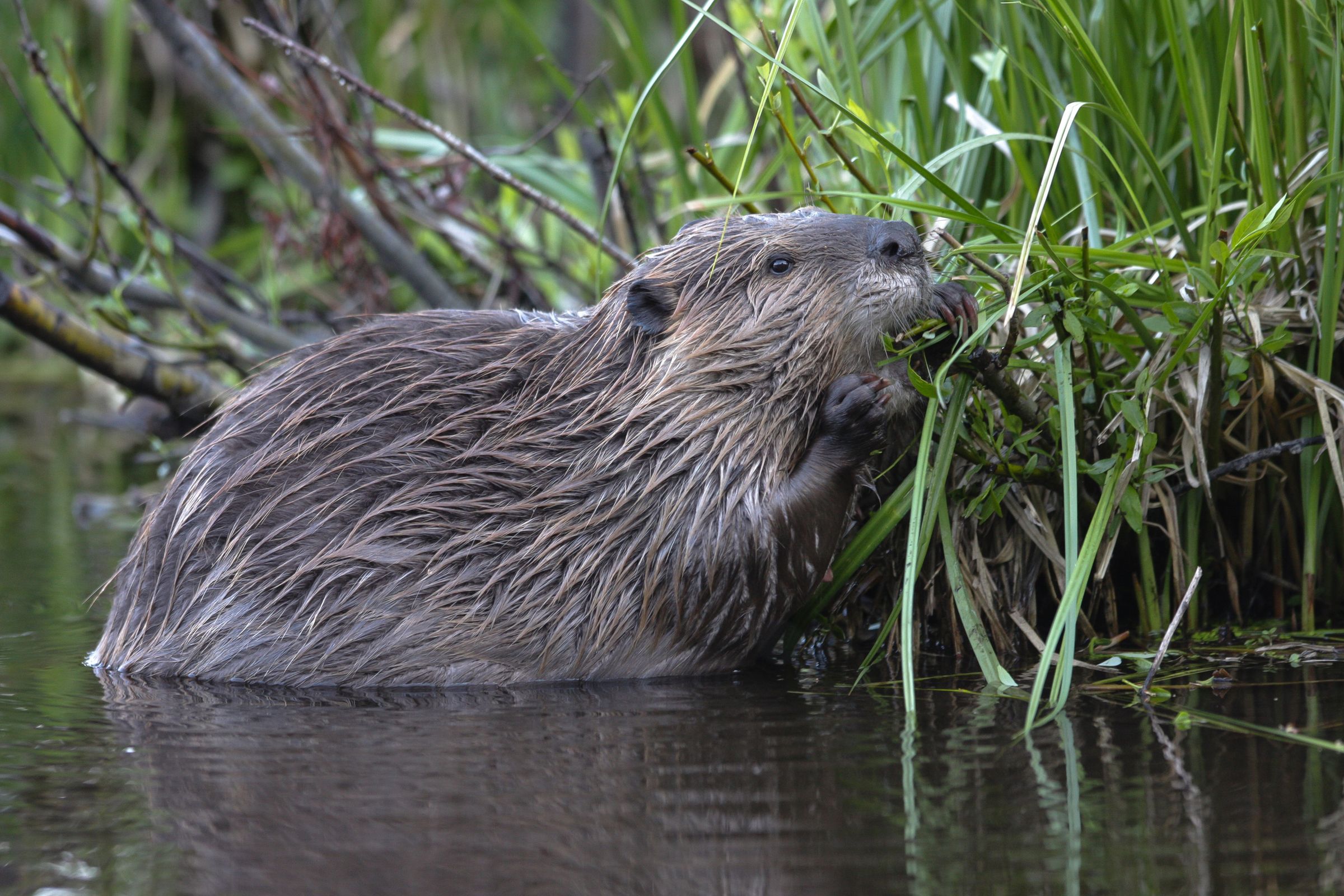 Beaver