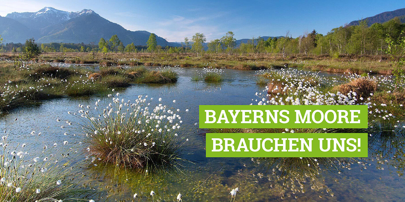 Bayerns Moore brauchen uns! Spenden Sie für Moore, um das Leben seltener Tier- und Pflanzenarten zu erhalten