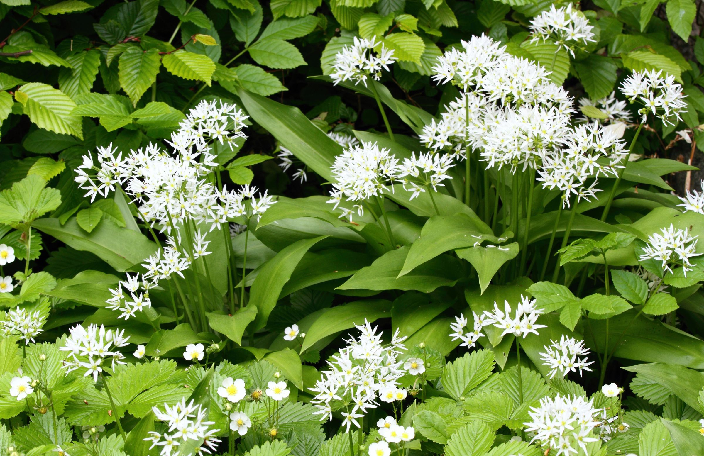 Bärlauch (Allium ursinum)