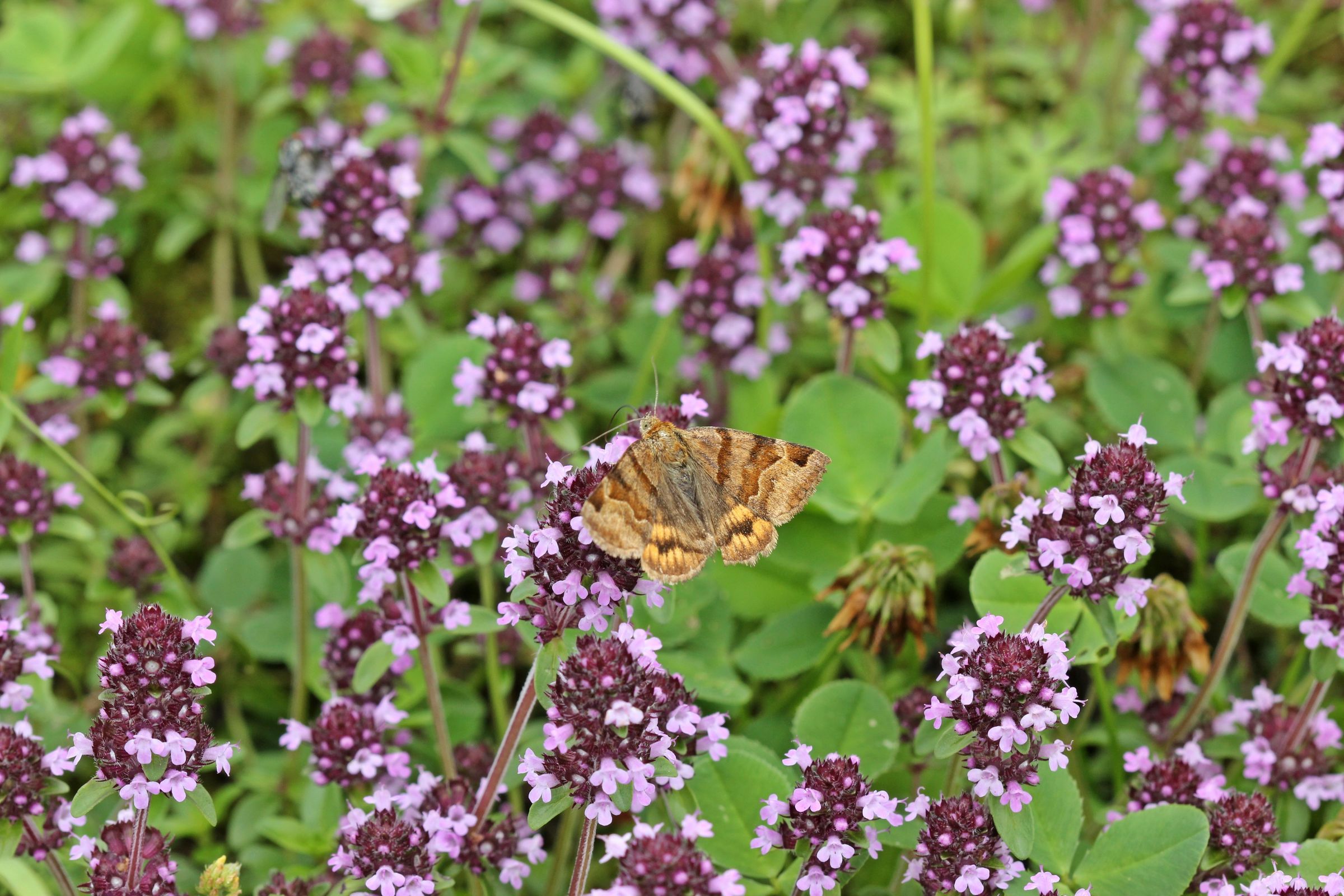 Breitblättriger Thymian (Thymus pulegioides)