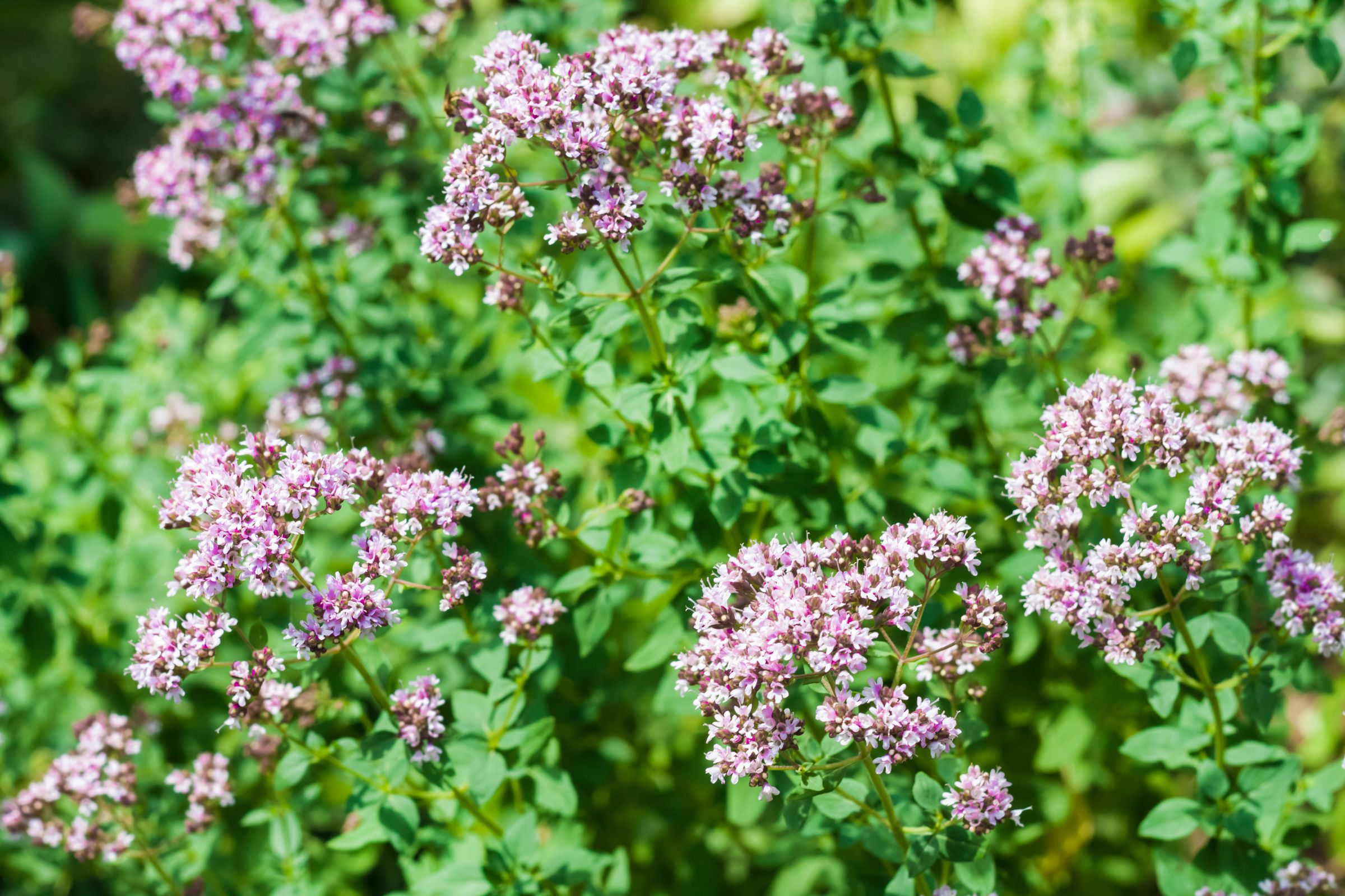 Echter Dost/Oregano (Origanum vulgare)