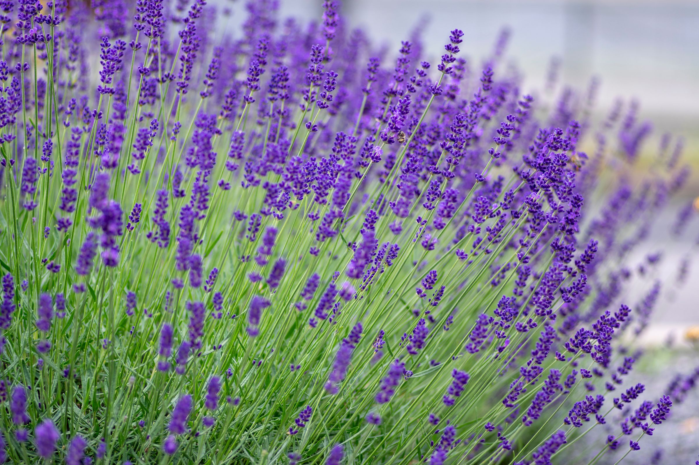 Echter Lavendel (Lavandula angustifolia)
