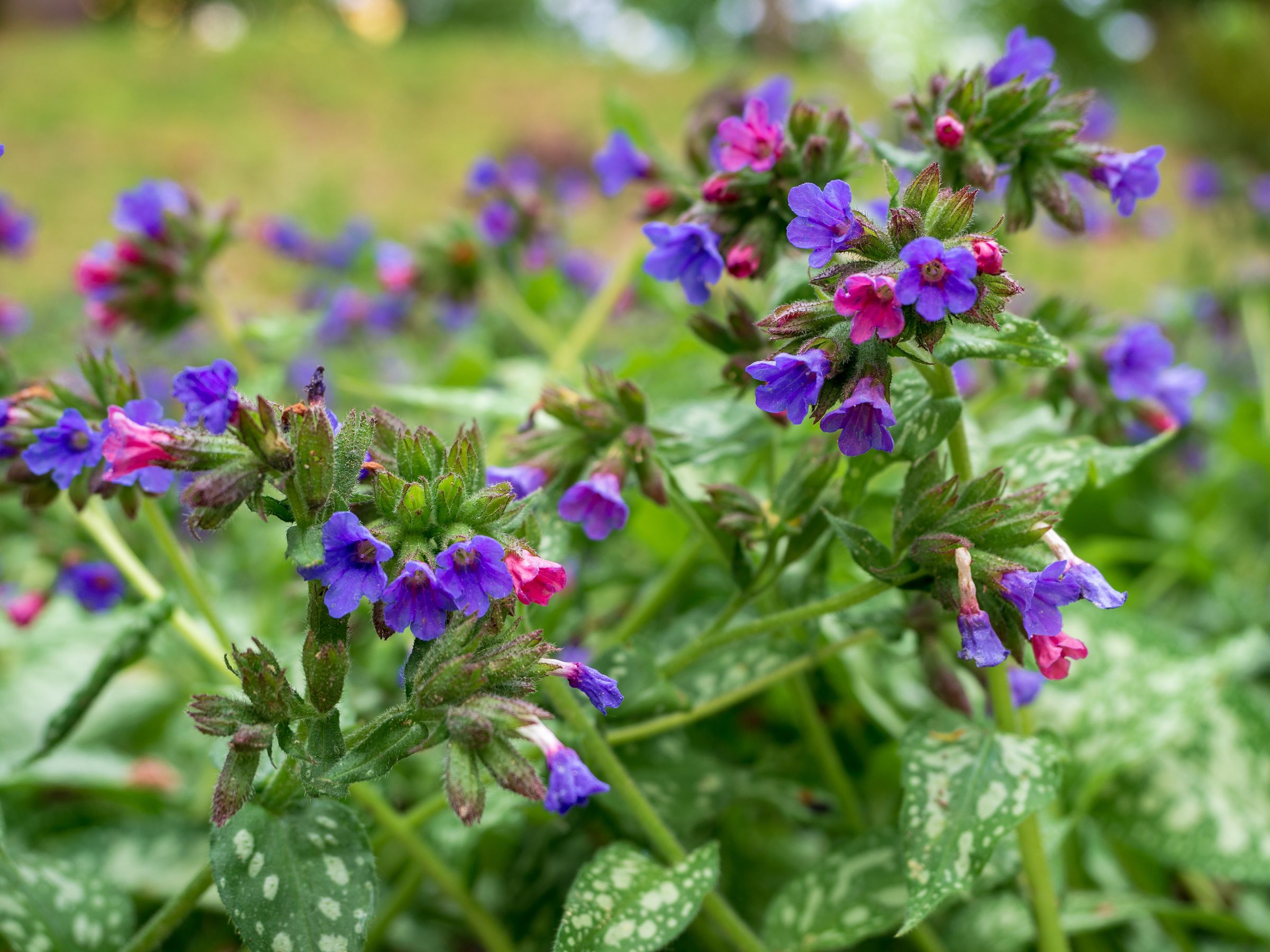 Echtes Lungenkraut (Pulmonaria officinalis)