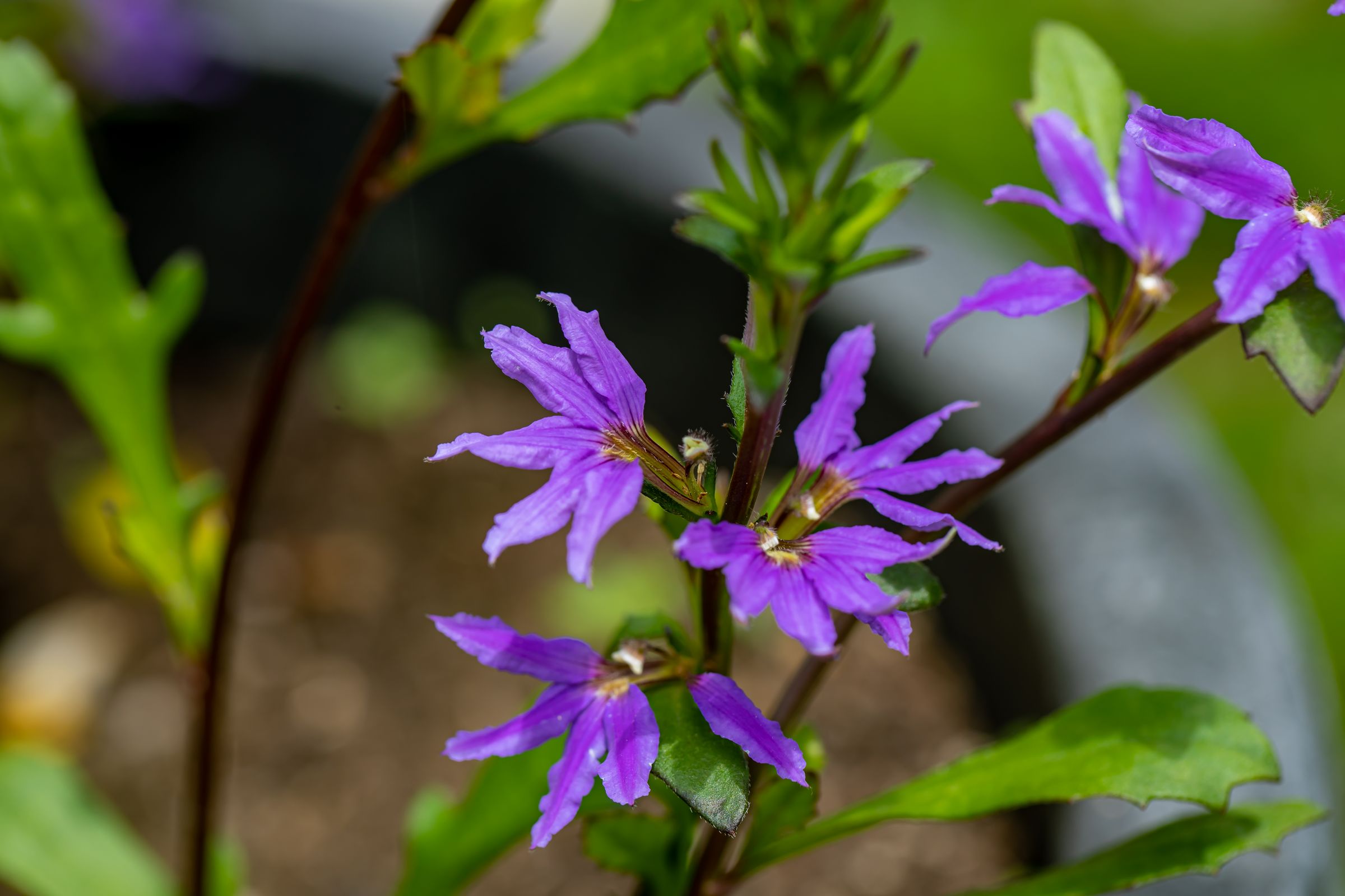 Fächerblume (Scaevola saligna)