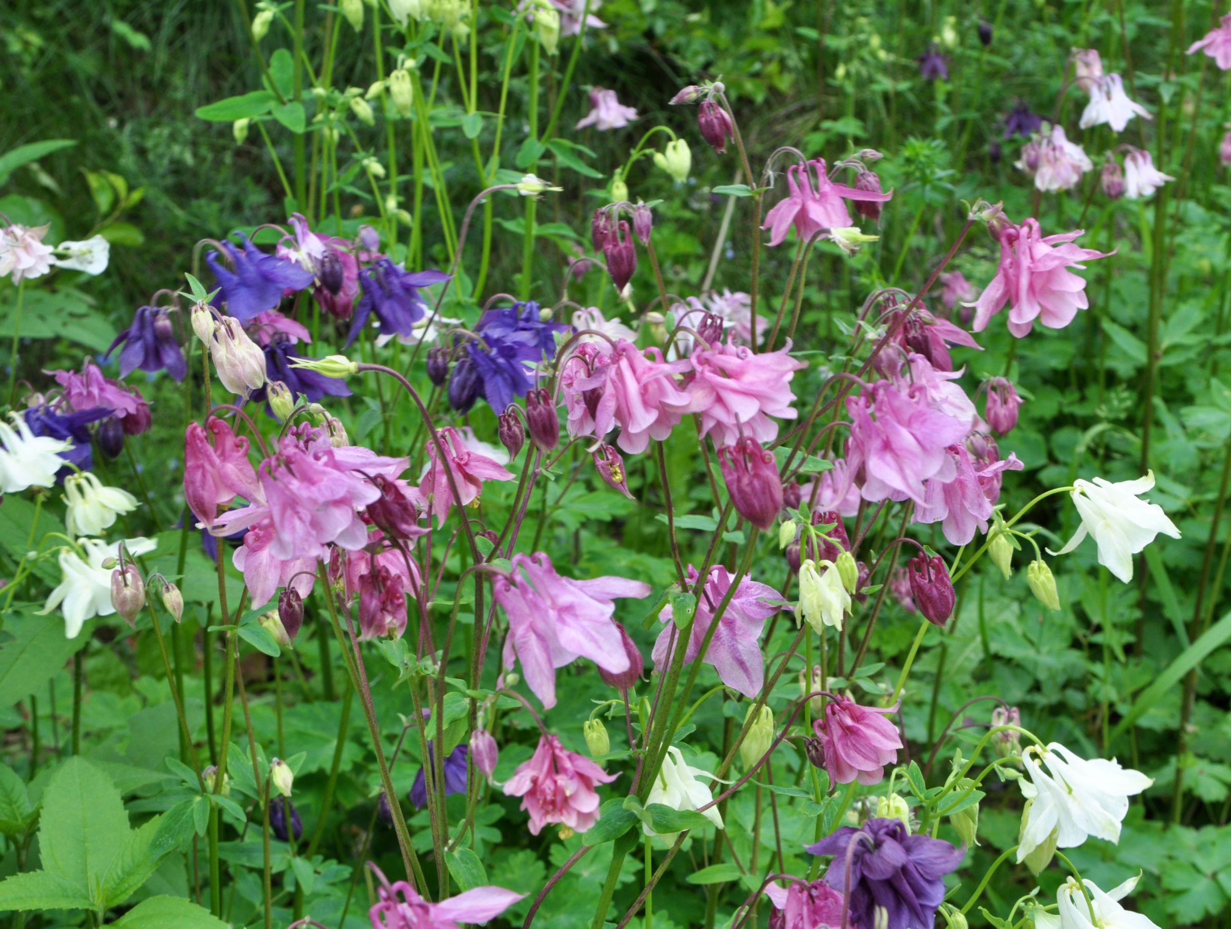 Gewöhnliche Akelei (Aquilegia vulgaris)