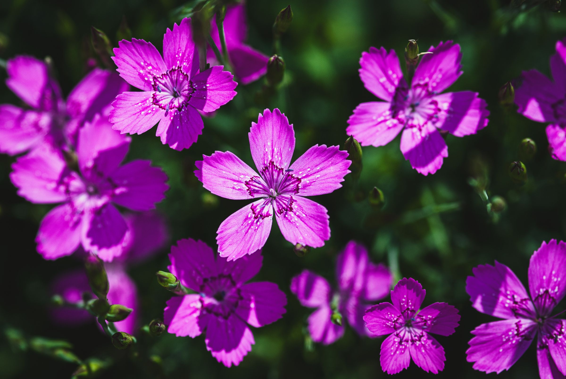 Heide-Nelke (Dianthus deltoides)