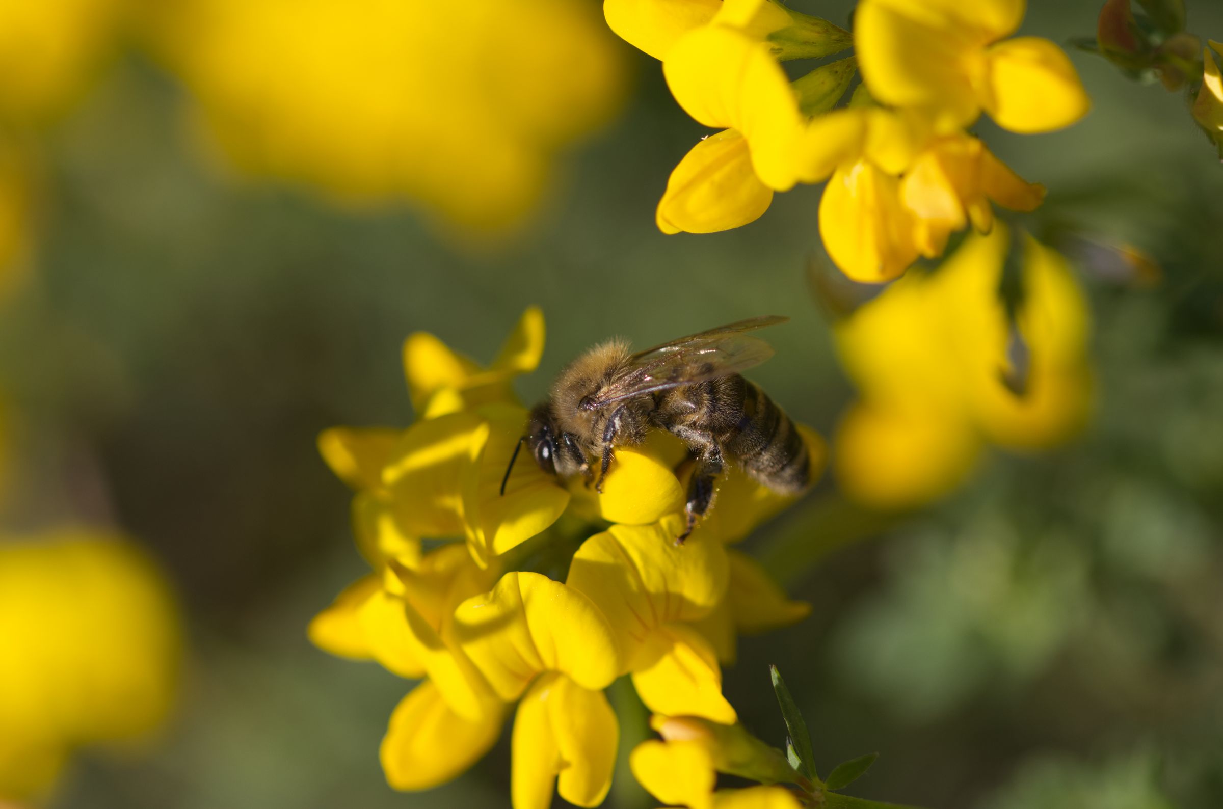 Gewöhnlicher Hornklee (Lotus corniculatus)