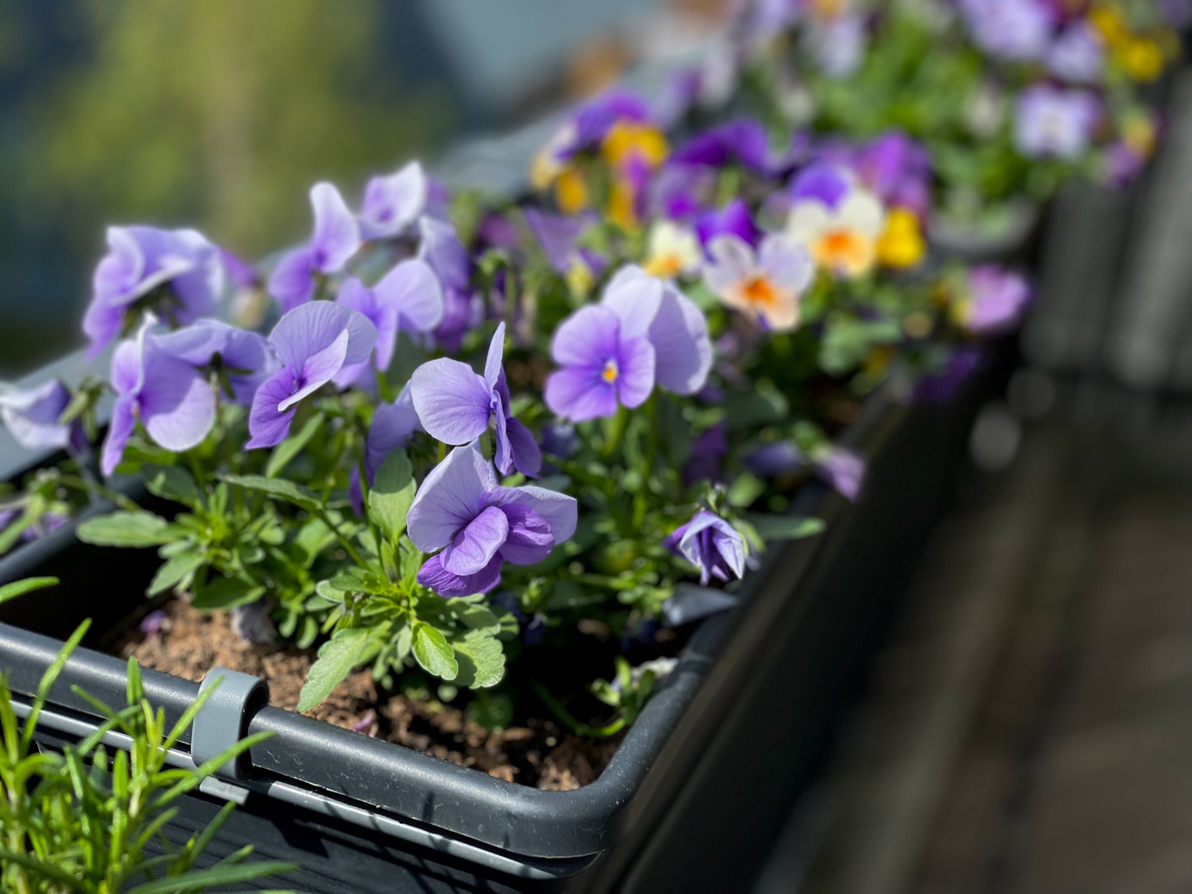 Hornveilchen (Viola cornuta)