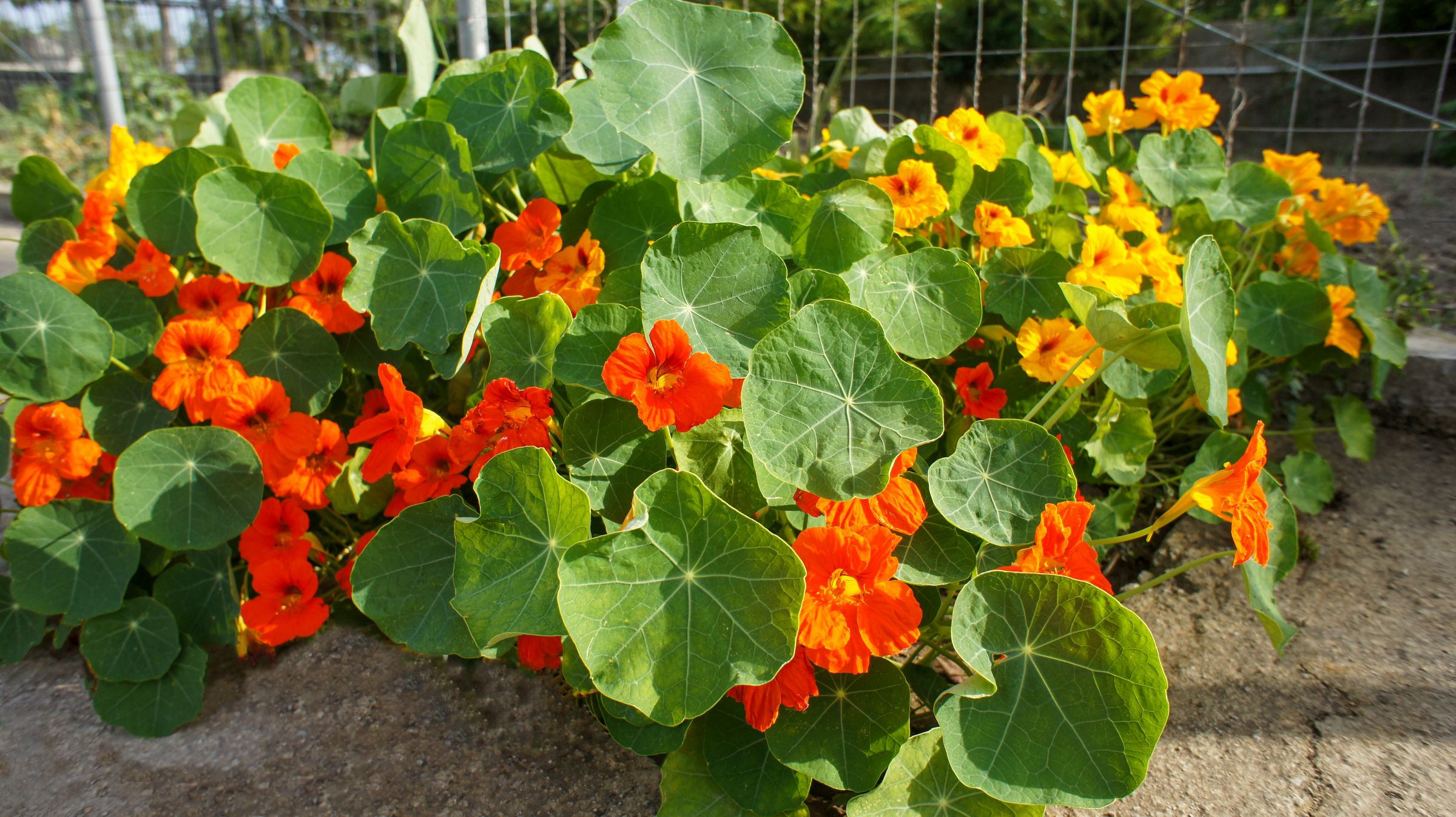 Kapuzinerkresse (Tropaeolum minus)