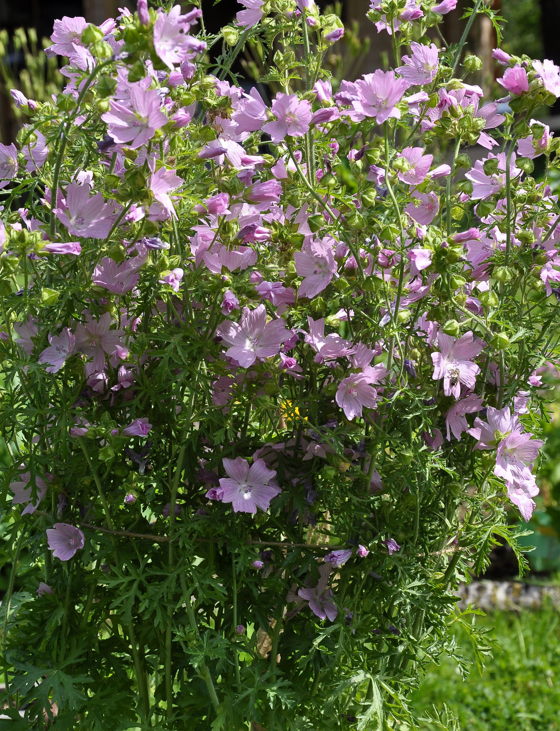Moschus-Malve (Malva moschata)
