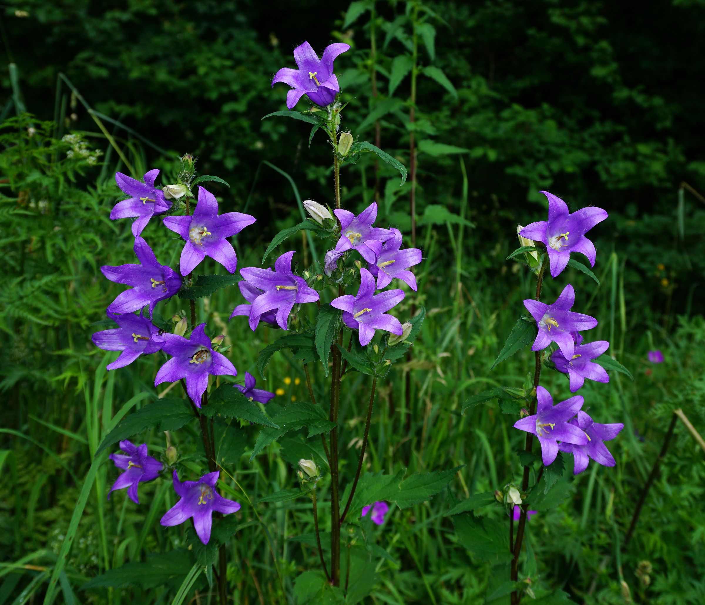 Nesselblättrige Glockenblume (Campanula trachelium)