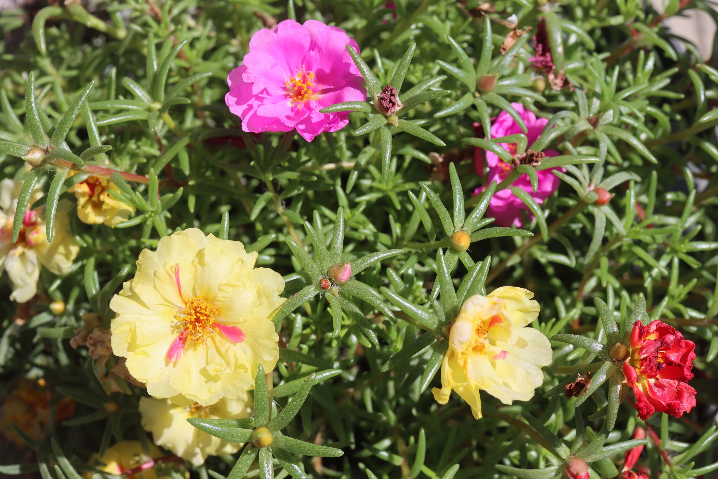 Portulakröschen (Portulaca grandiflora)