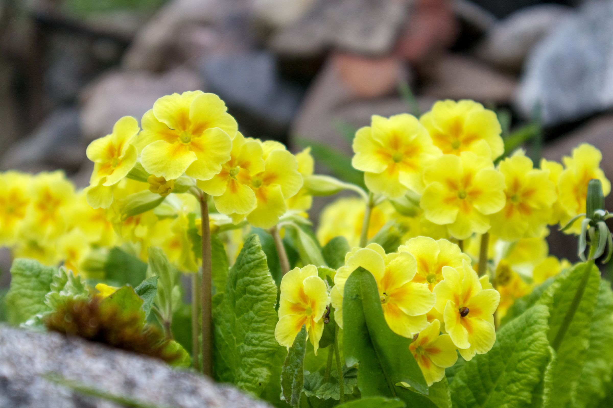 Primel (Primula)