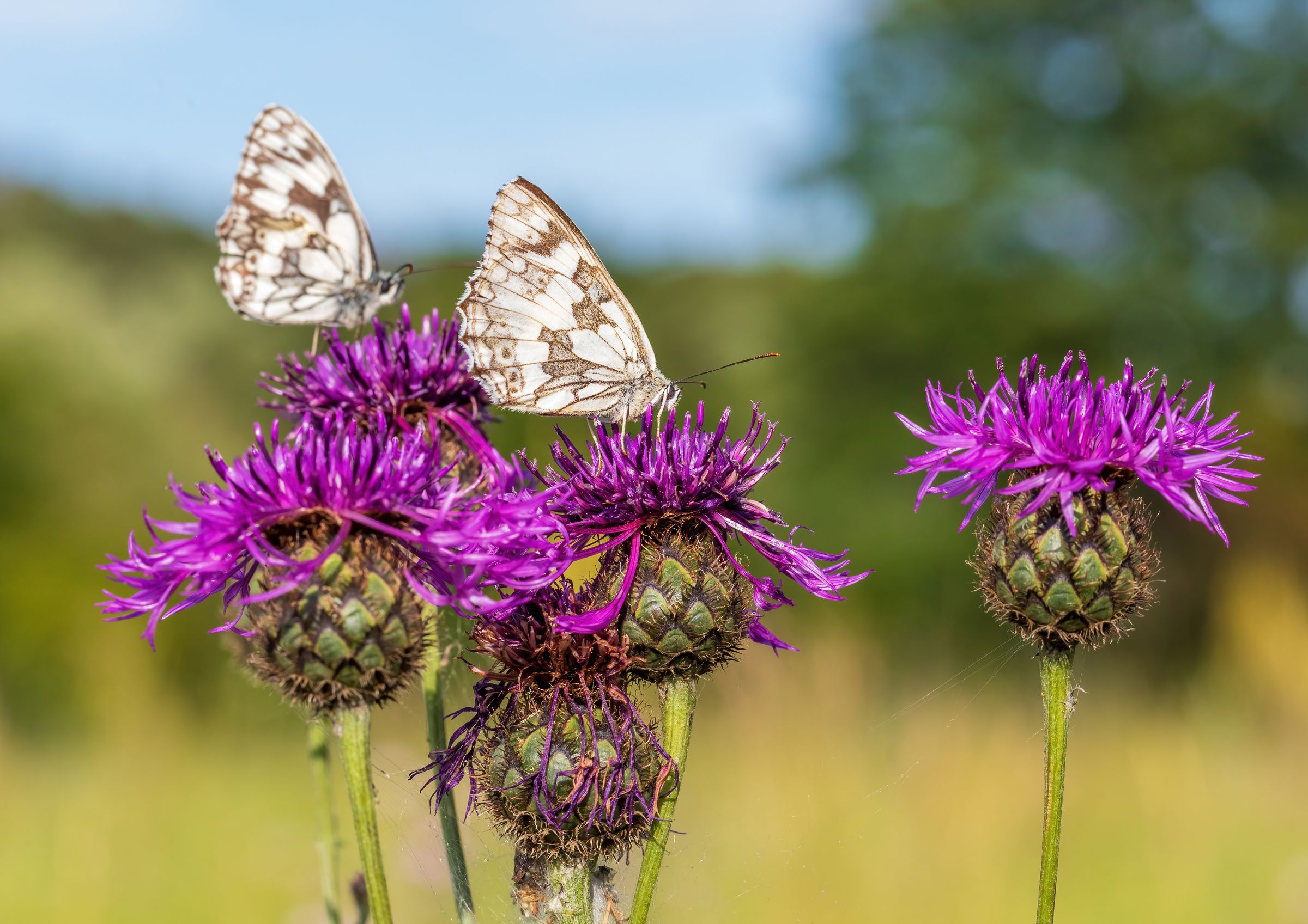 Skabiosen-Flockenblume (Centaurea scabiosa)