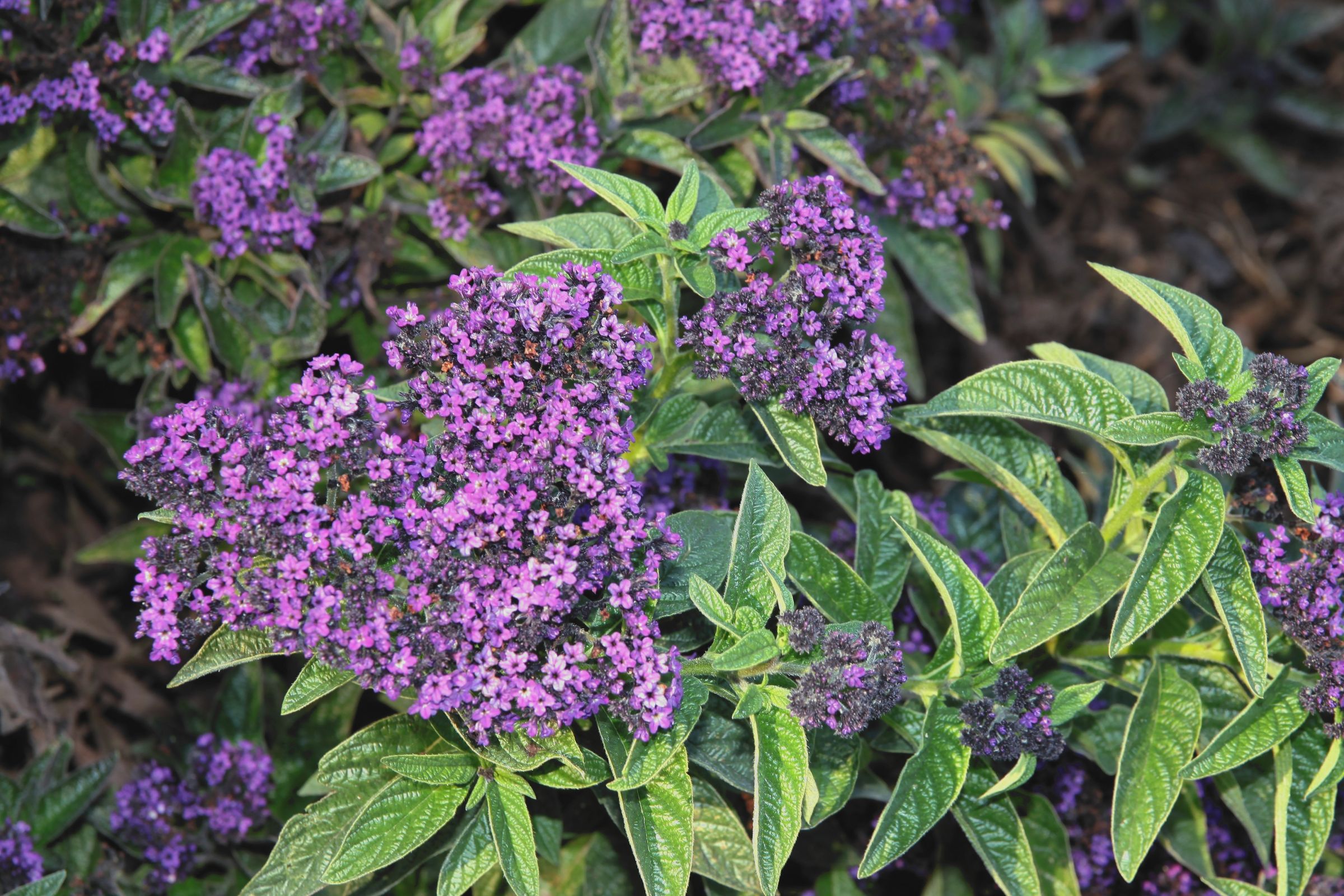 Vanilleblume (Heliotropium arborescens)