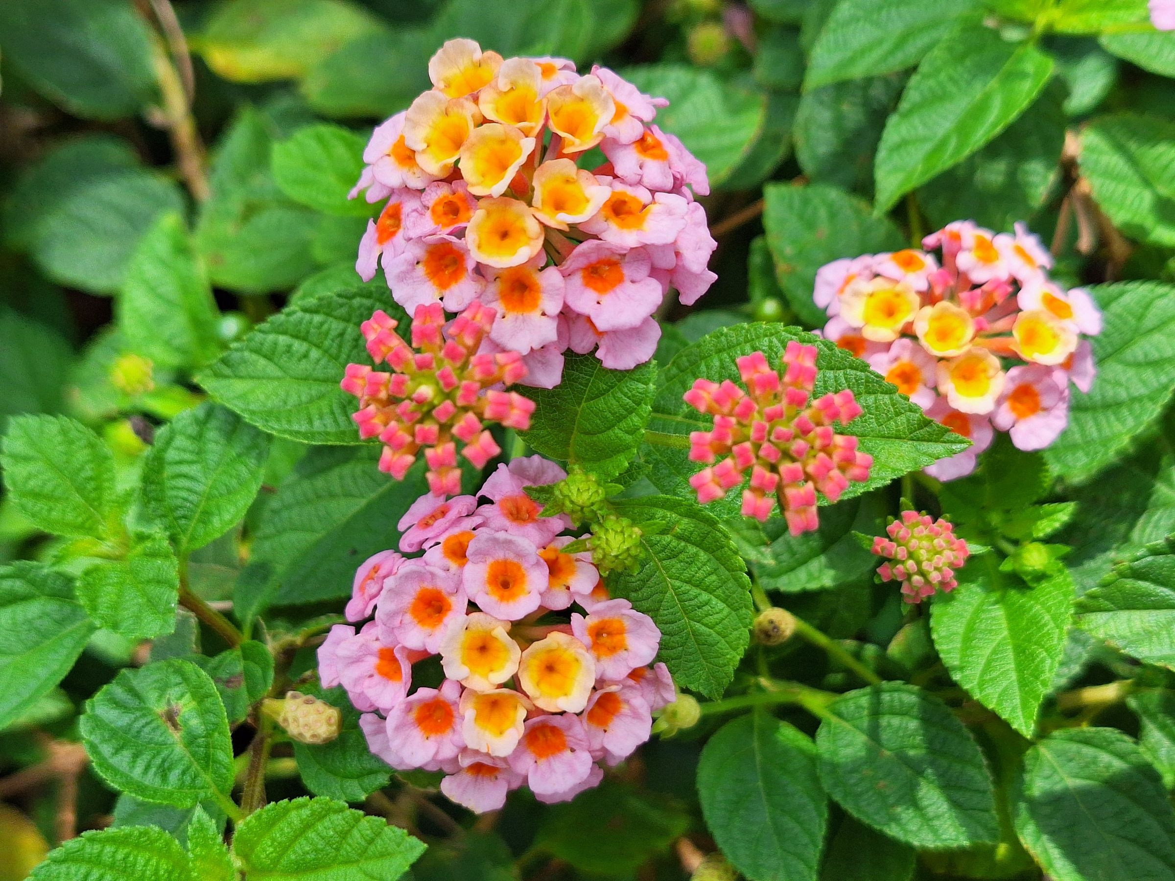 Wandelröschen (Lantana camara)