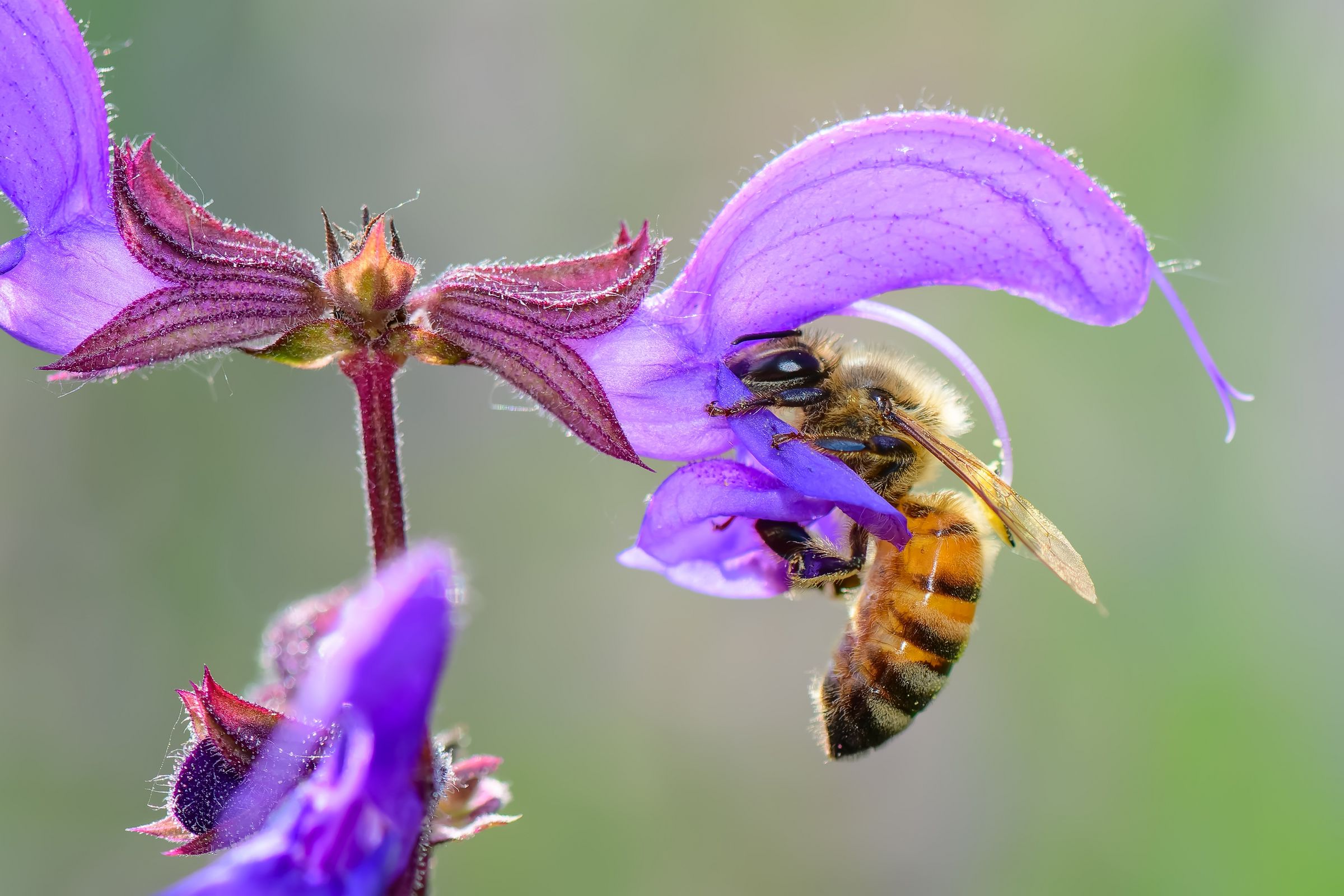 Wiesensalbei (Salvia pratensis)