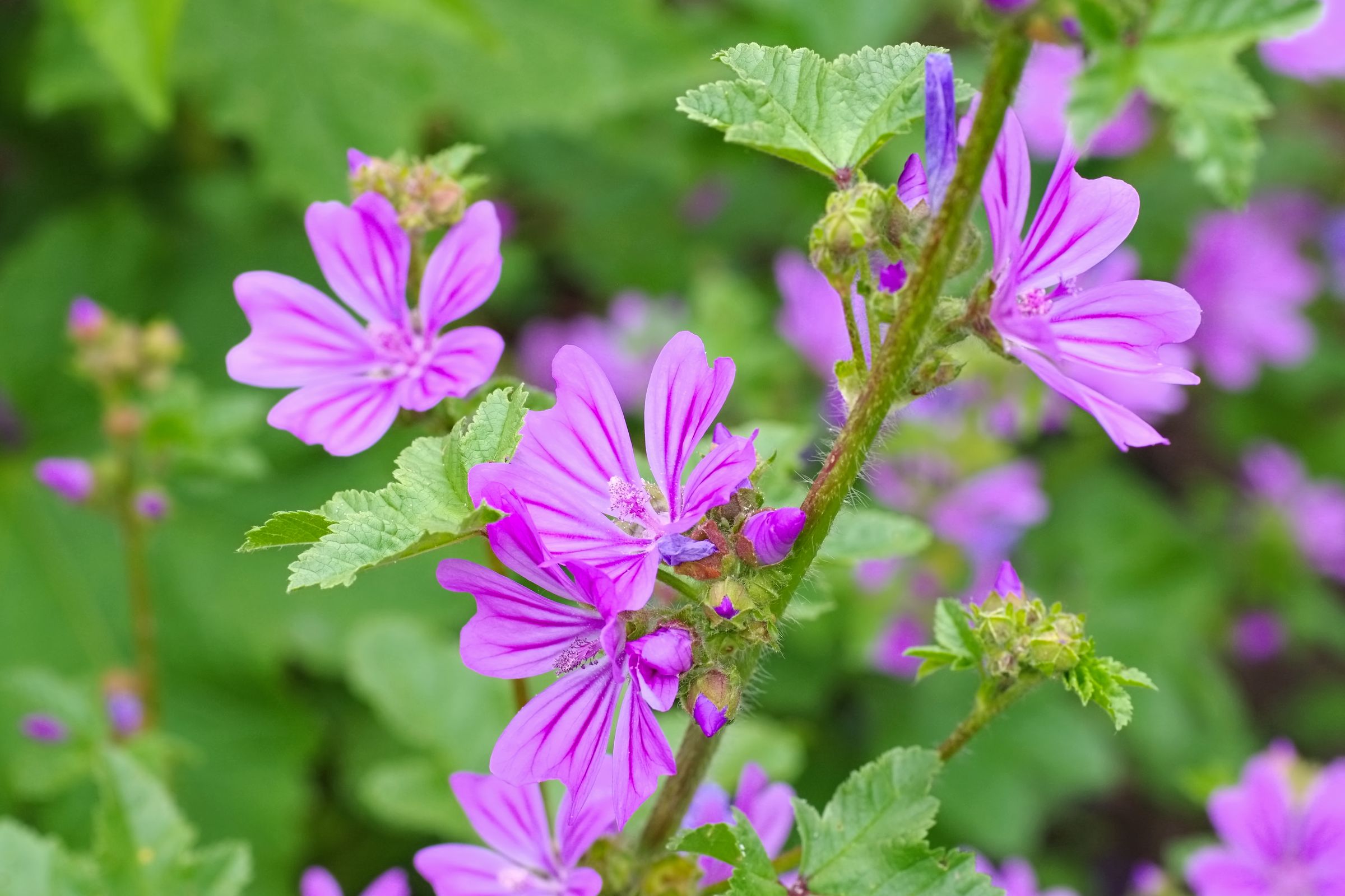Wilde Malve (Malva sylvestris)