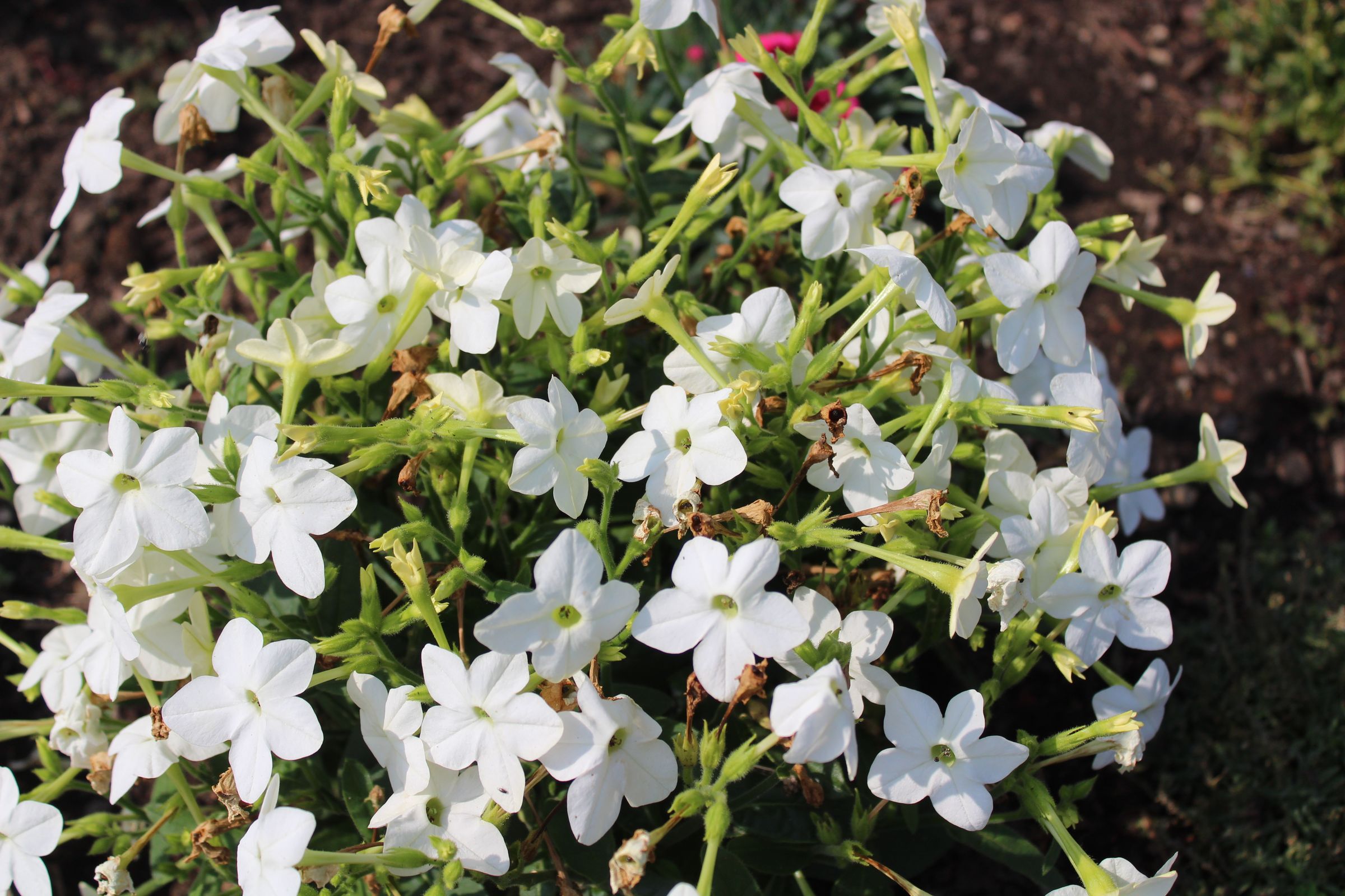 Ziertabak (Nicotiana sanderae)