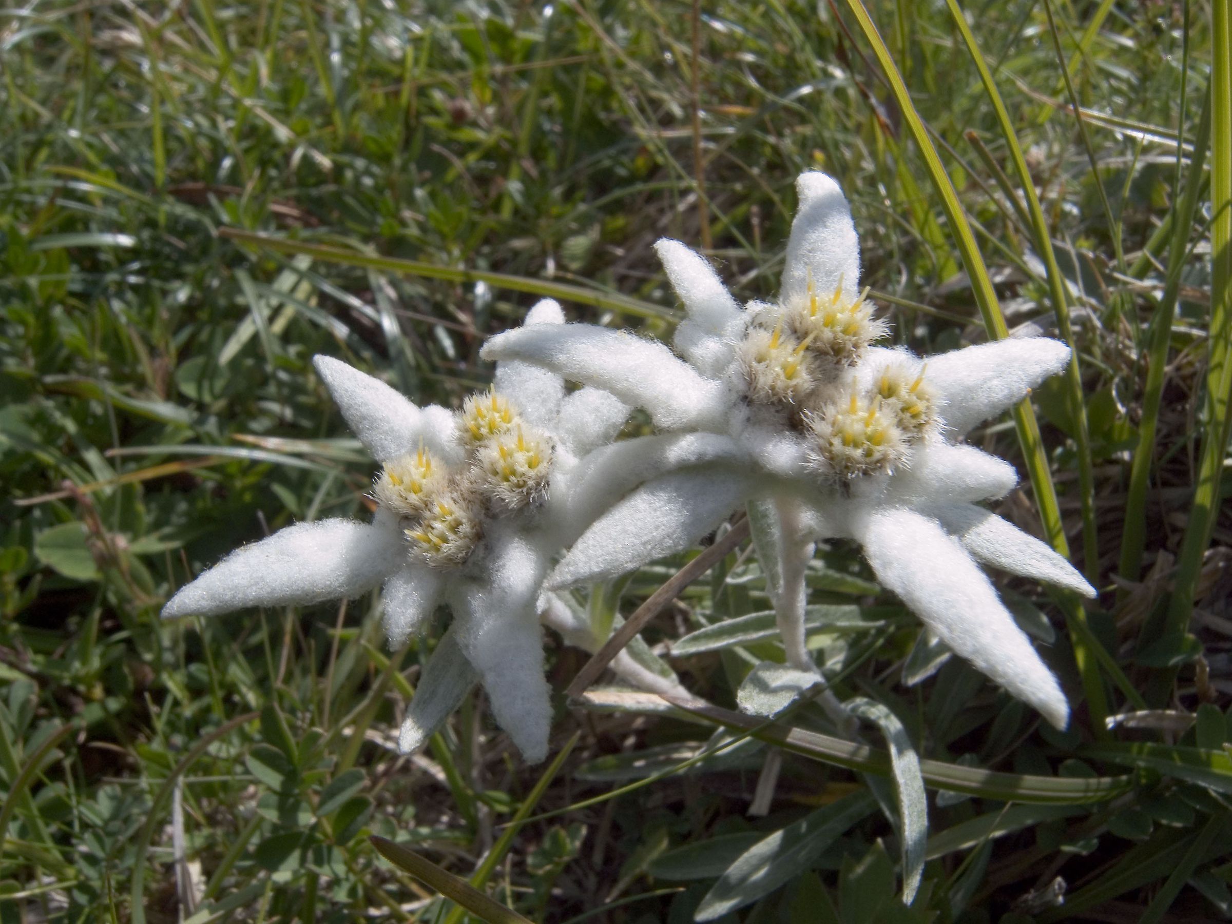 Bekannteste Alpenpflanze: Großaufnahme vom Alpen-Edelweiß im Sonnenlicht. (Foto: Wolfgang Willner)