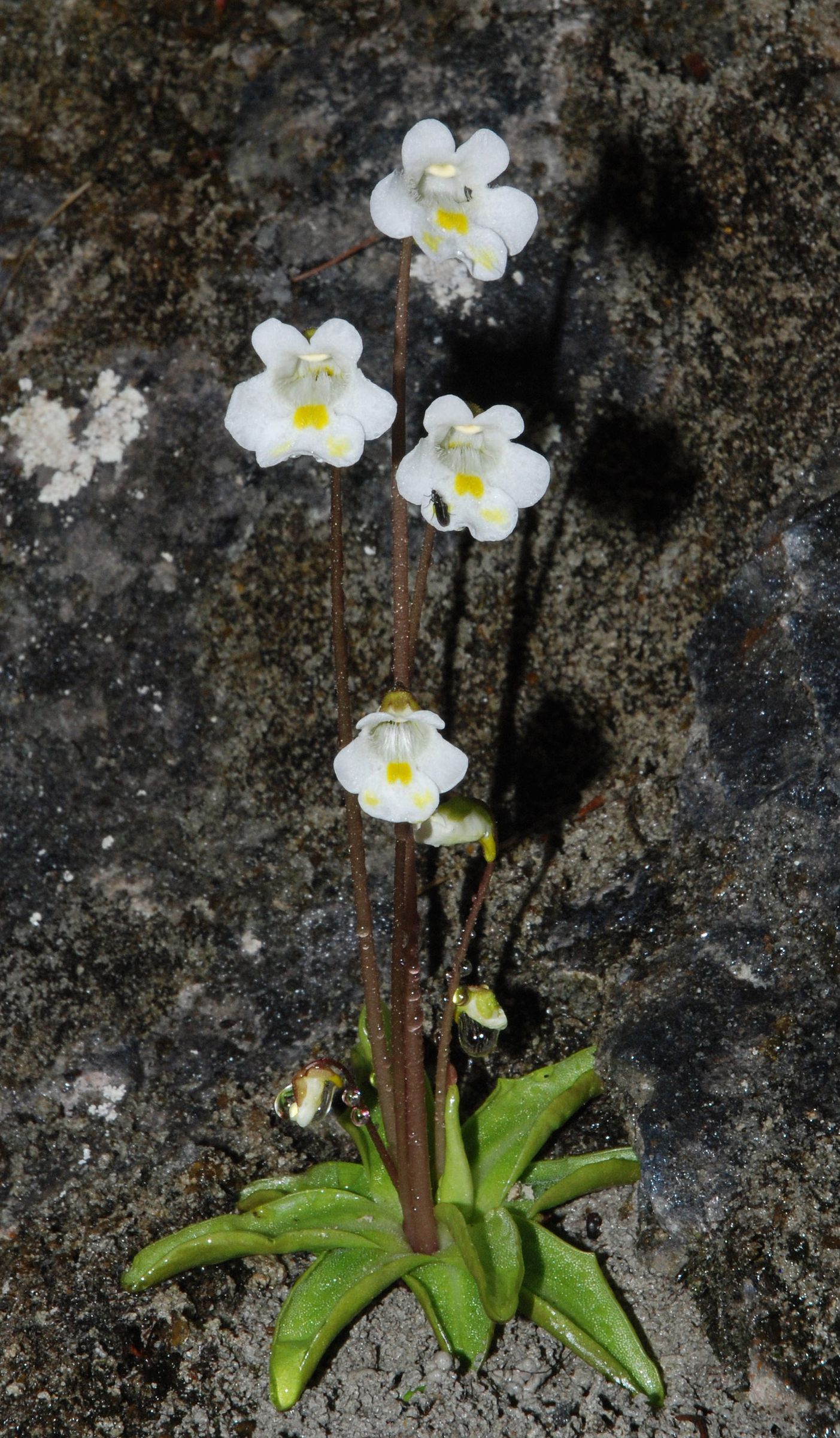 Vom Aussterben bedrohte Alpenpflanze: Alpen-Fettkraut mit vier Blüten, auf einer davon sitzt eine Fliege. (Foto: User-Tigerente/Wikimedia Commons)