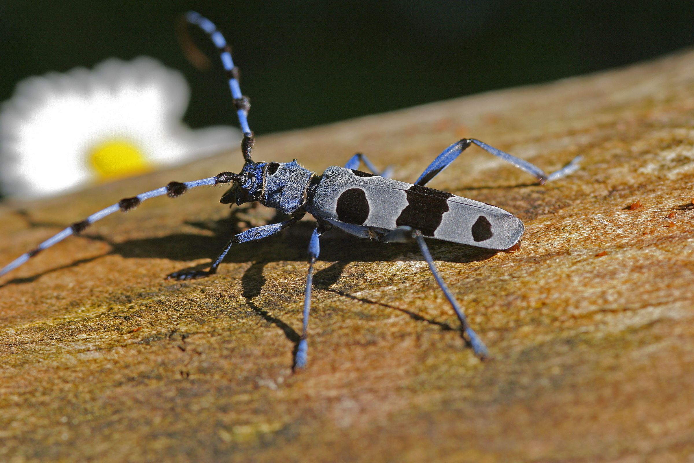 Unscheinbares Alpentier: Ein graublau gefärbter Alpenbock auf einem Holzstamm (Foto: Wolfgang Willner)