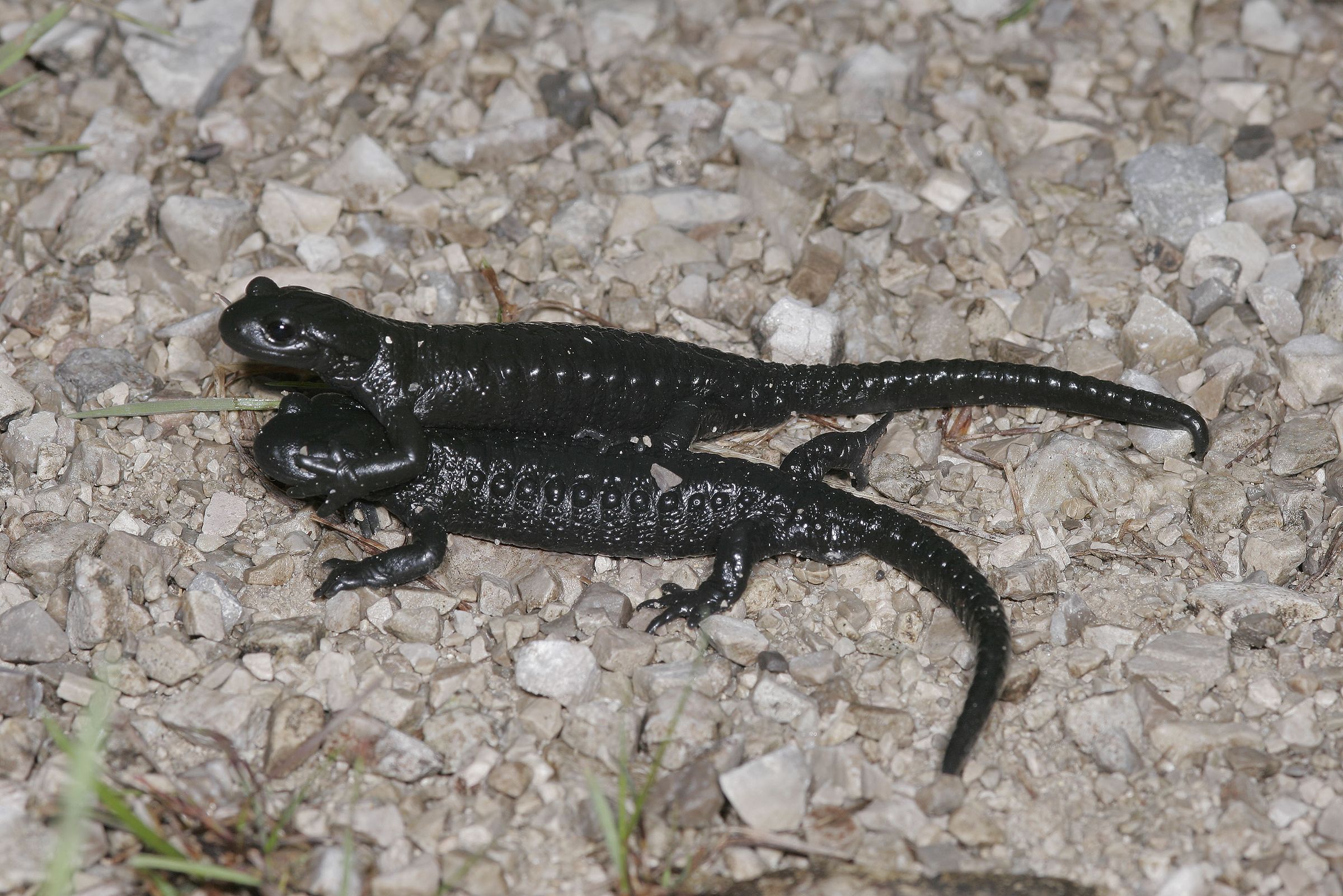 Alpentiere haben besondere Eigenschaften: Zwei schwarze Alpensalamander auf hellgrauem Kies (Foto: Wolfgang Willner)