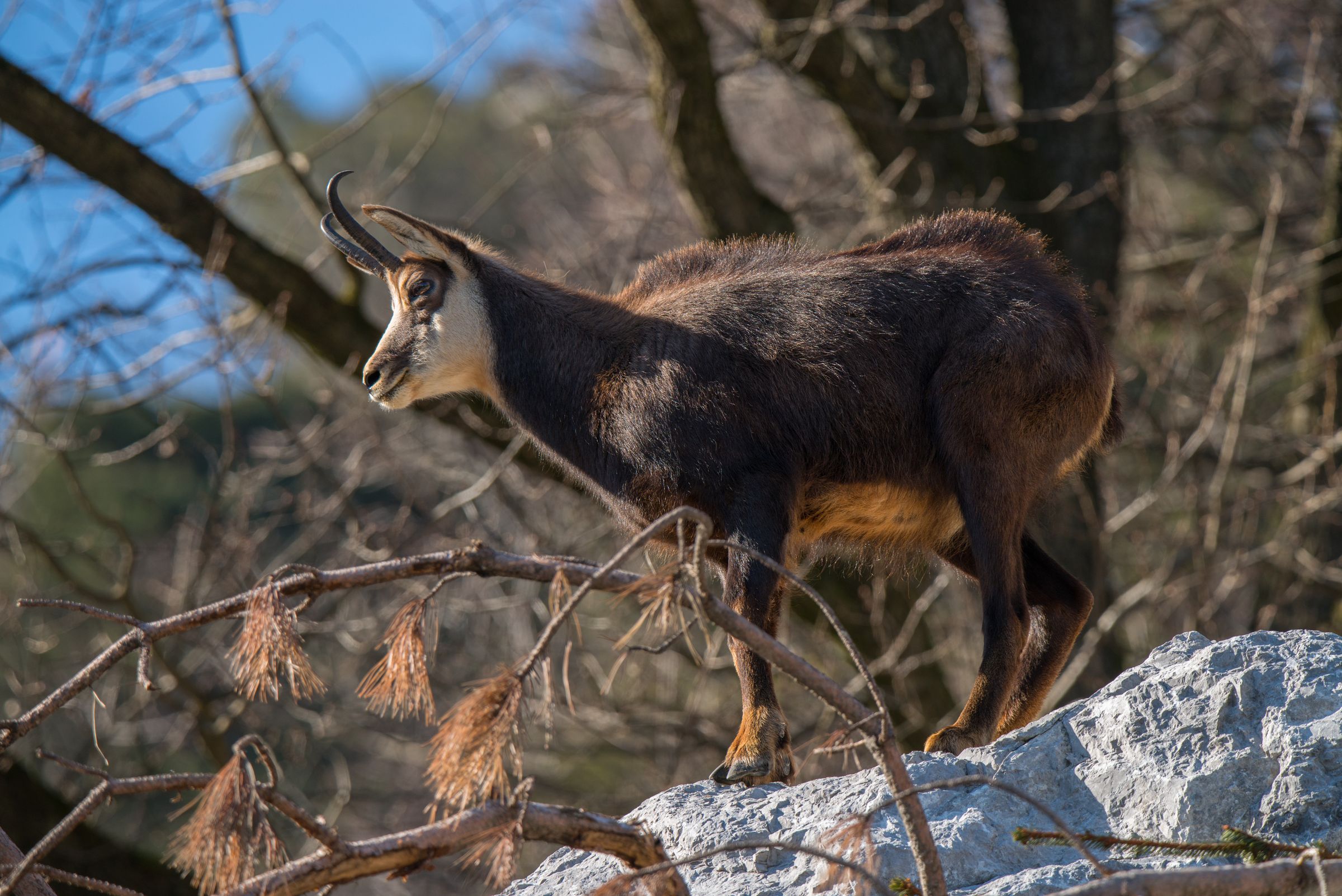 Klassisches Alpentier: Eine Gams steht auf einem Felsvorsprung in der Sonne. (Foto: Wolfgang Willner)
