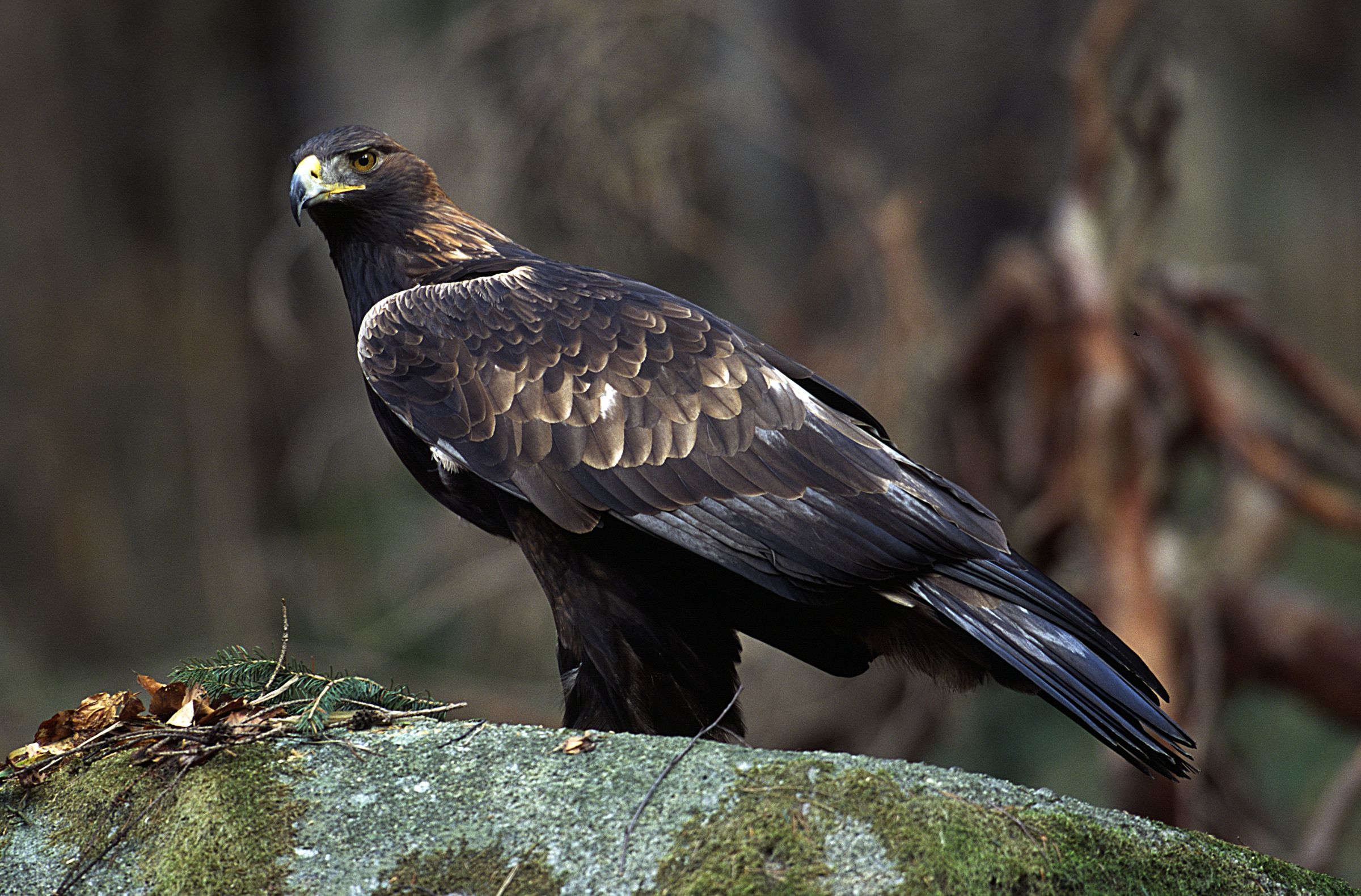 Imposantes Alpentier: Ein Steinadler im Profil (Foto: Wolfgang Willner)