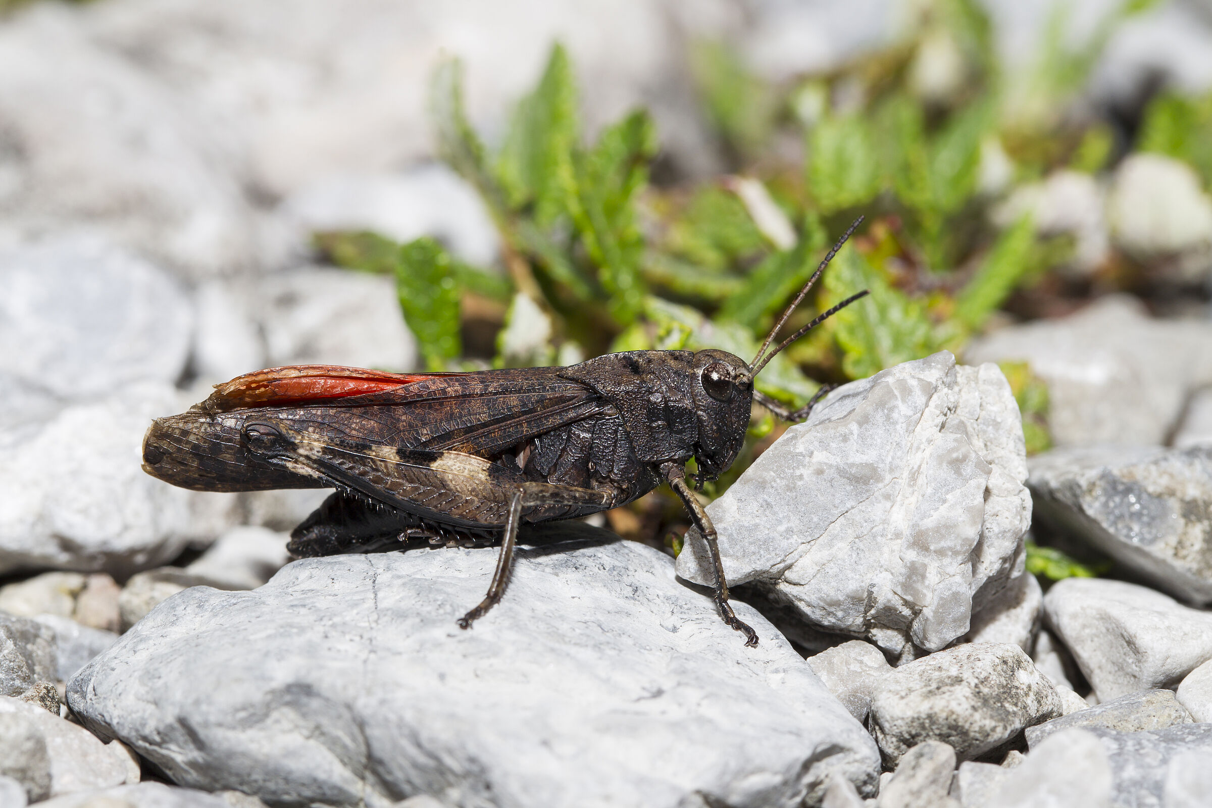 Im Rappenalptal: Eine Rotflügelige Schnarrschrecke (Foto: Marcus Bosch)