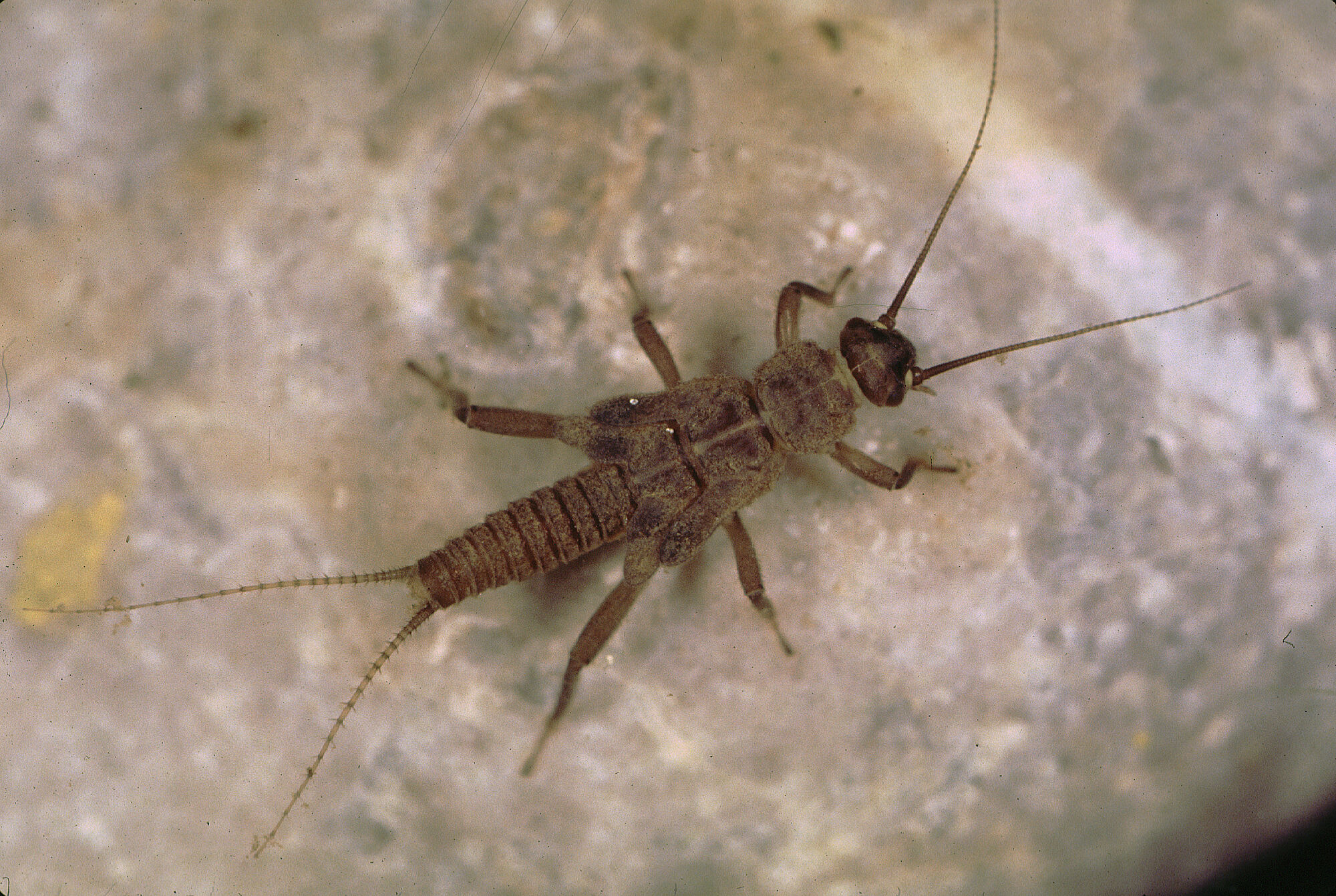 Steinfliegenlarve im Rappenalptal (Foto: Wolfgang Willner)