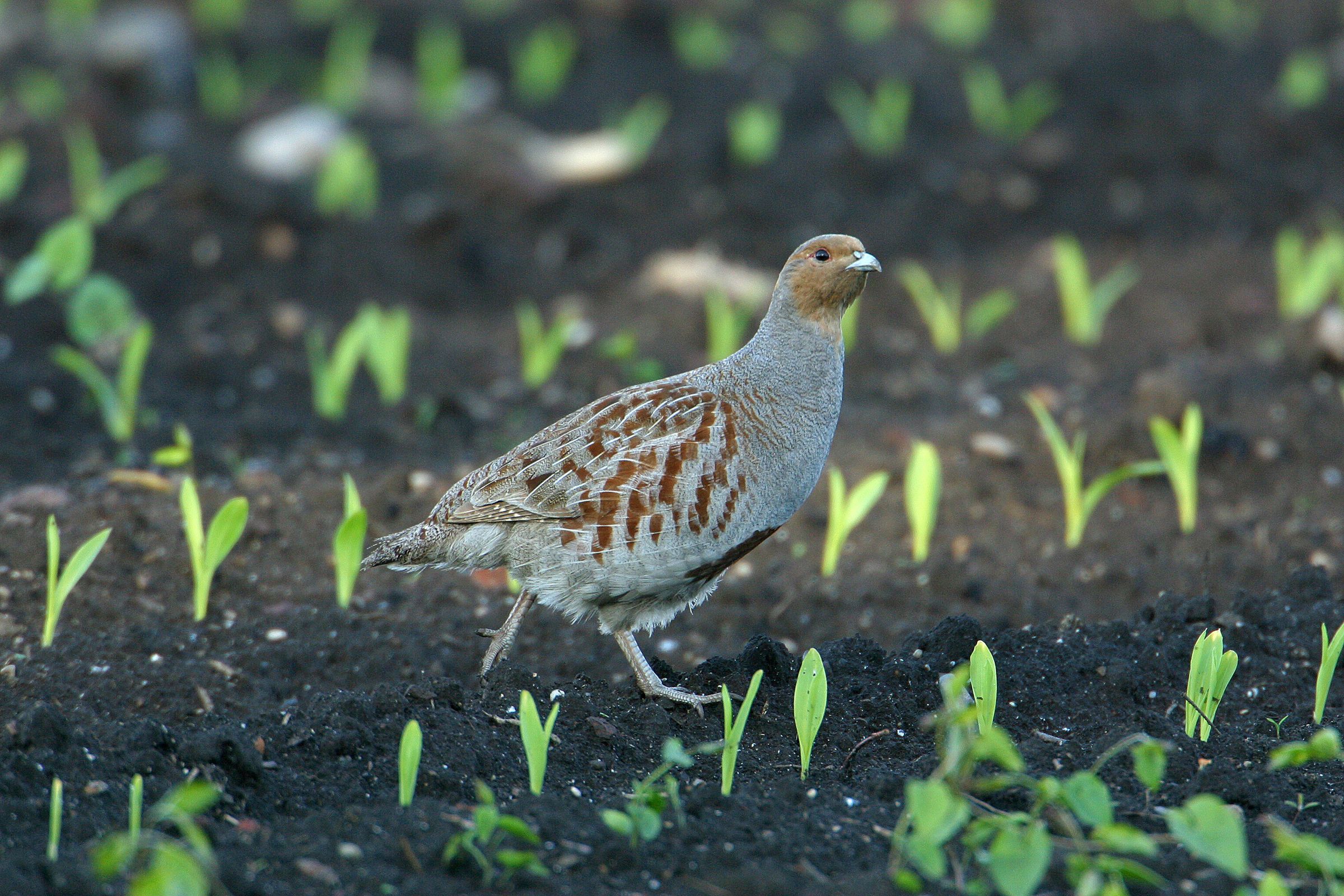 Ein Rebhuhn auf einem Acker. Rebhühner brüten in dichterem Gebüsch und Hecken, weshalb eine reich strukturierte Landschaft als Lebensraum benötigt wird. (Foto: Wolfgang Willner)