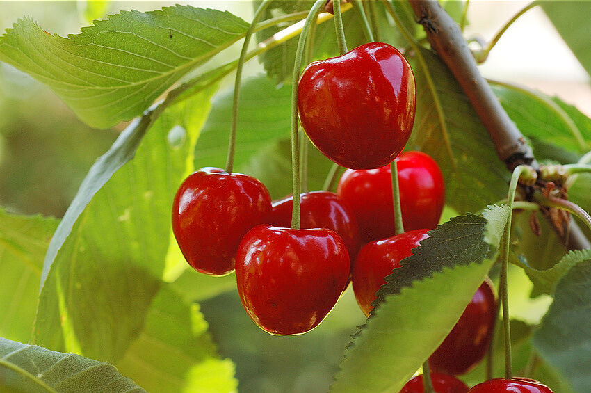 Sechs Kirschen hängen an einem Ast. (fotolia: Yann)