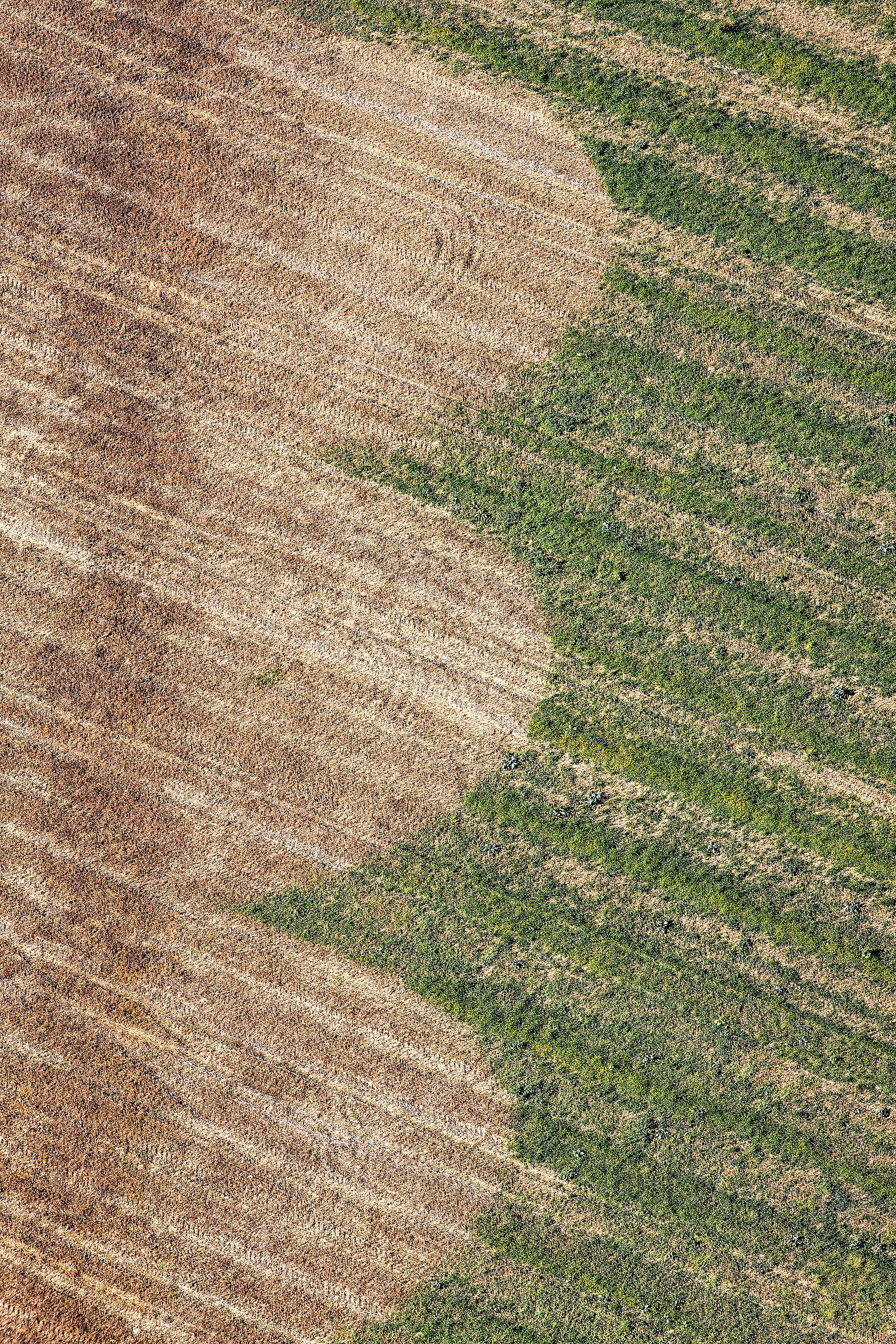 Auf einer Wiese sind die mit Glyphosat gespritzten Felder als braune Flächen zu sehen. (Foto: Klaus Leidorf)