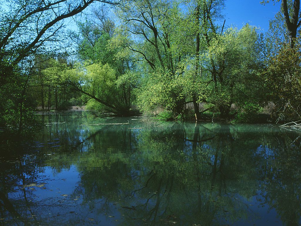 Altwasser an der Donau (Foto: Wolfgang Willner)
