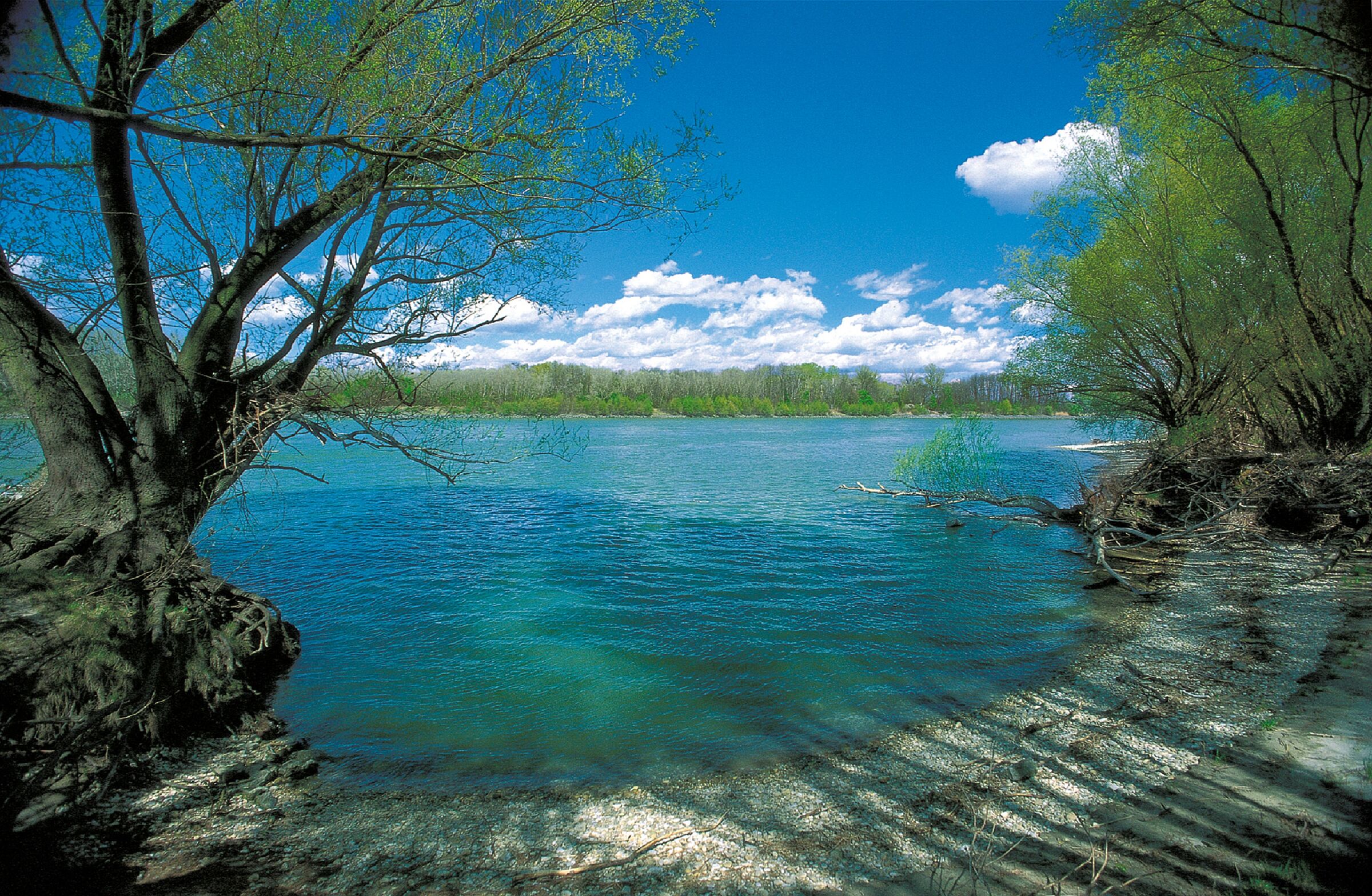 Ein Kiesstrand an einem türkisen Fluss mit von Bäumen bewachsenen Ufern – hier darf die Donau noch frei fließen. (Foto: Werner Gamerith) 